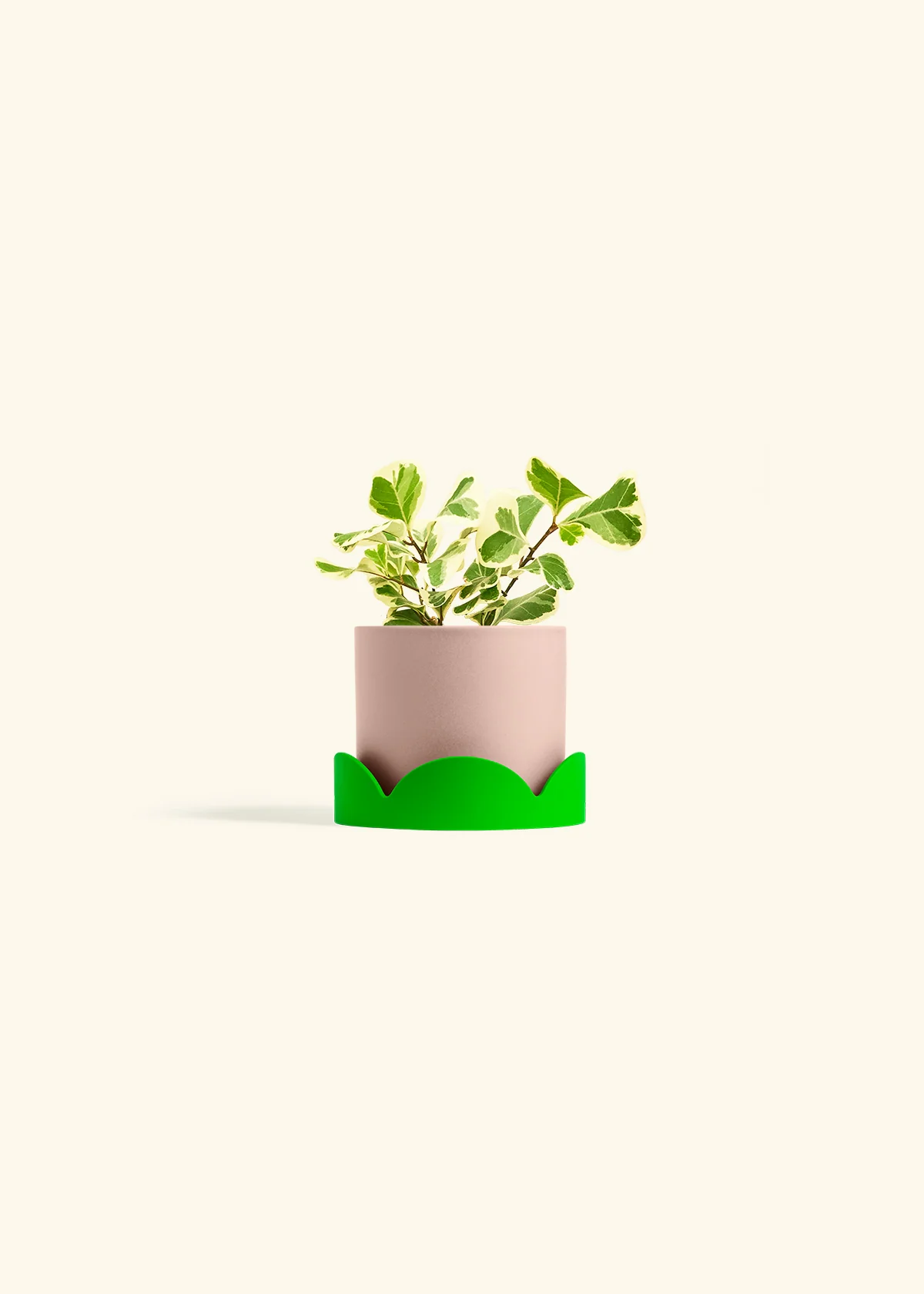 Variegated Triangle Ficus, Small - Image 25