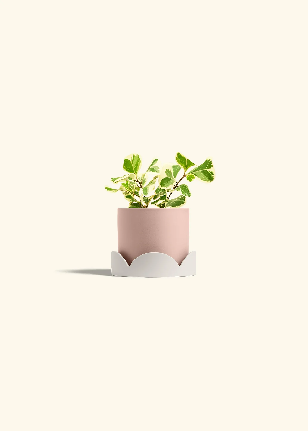 Variegated Triangle Ficus, Small - Image 26