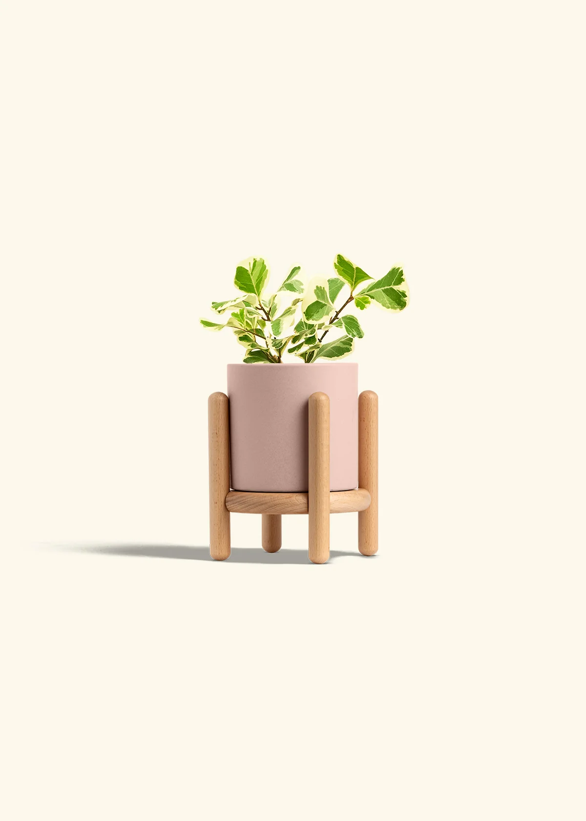 Variegated Triangle Ficus, Small - Image 27