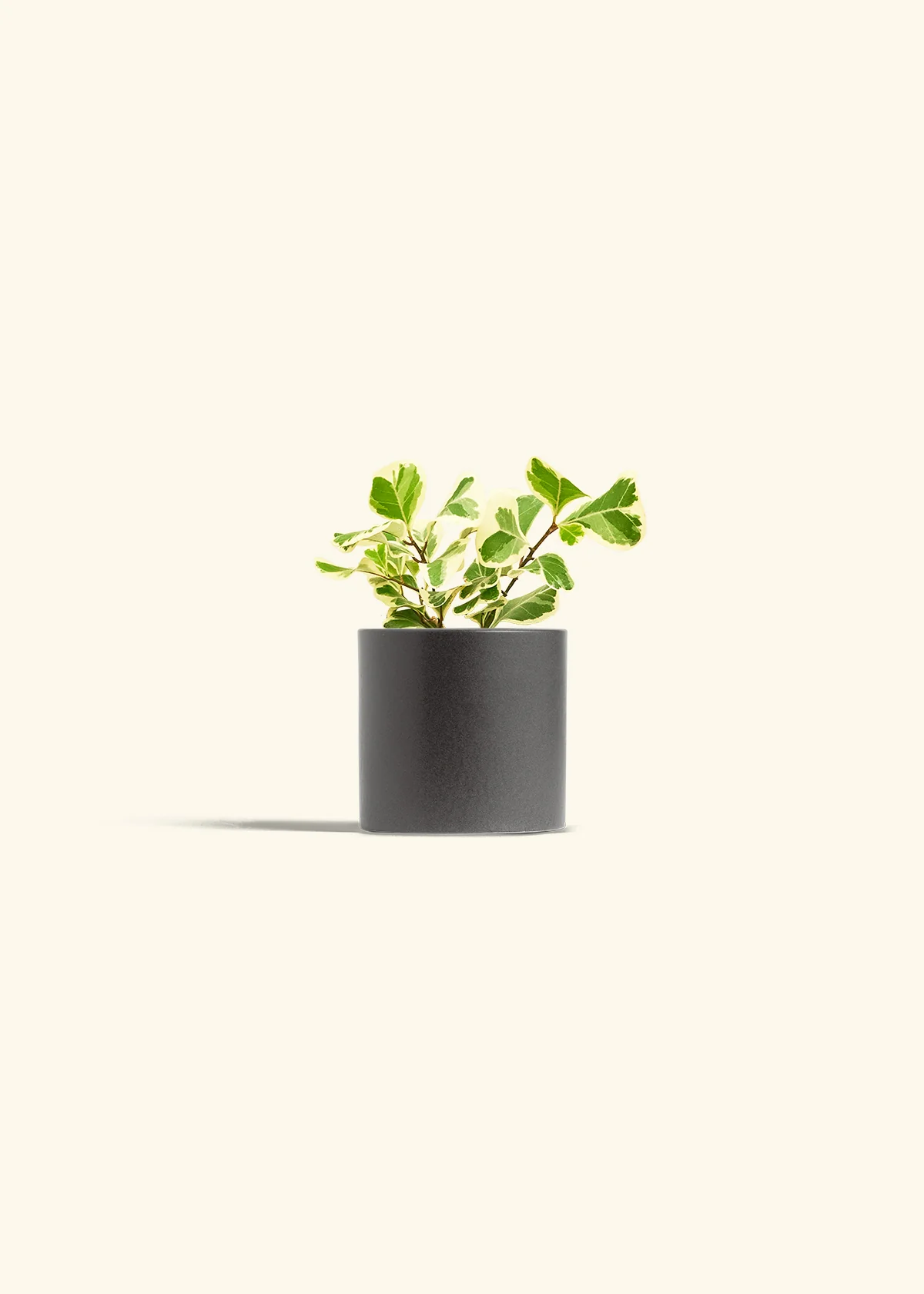 Variegated Triangle Ficus, Small - Image 28