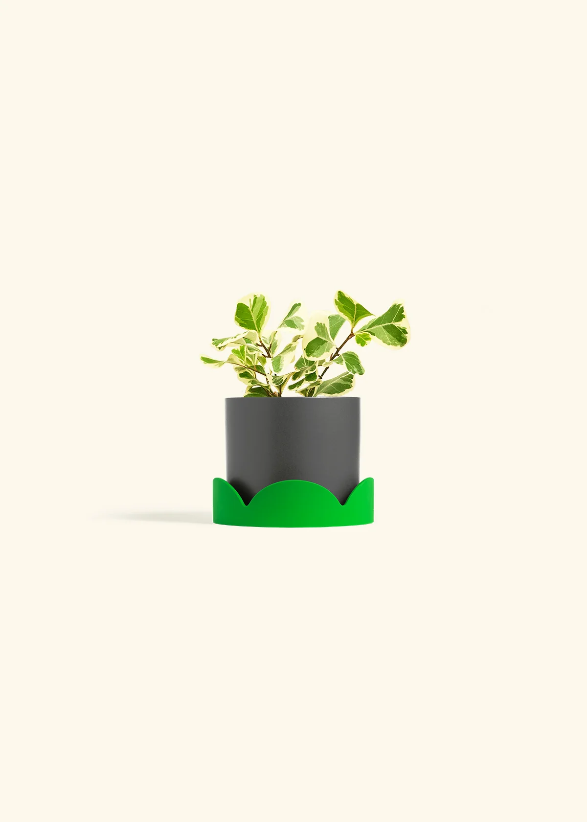 Variegated Triangle Ficus, Small - Image 29