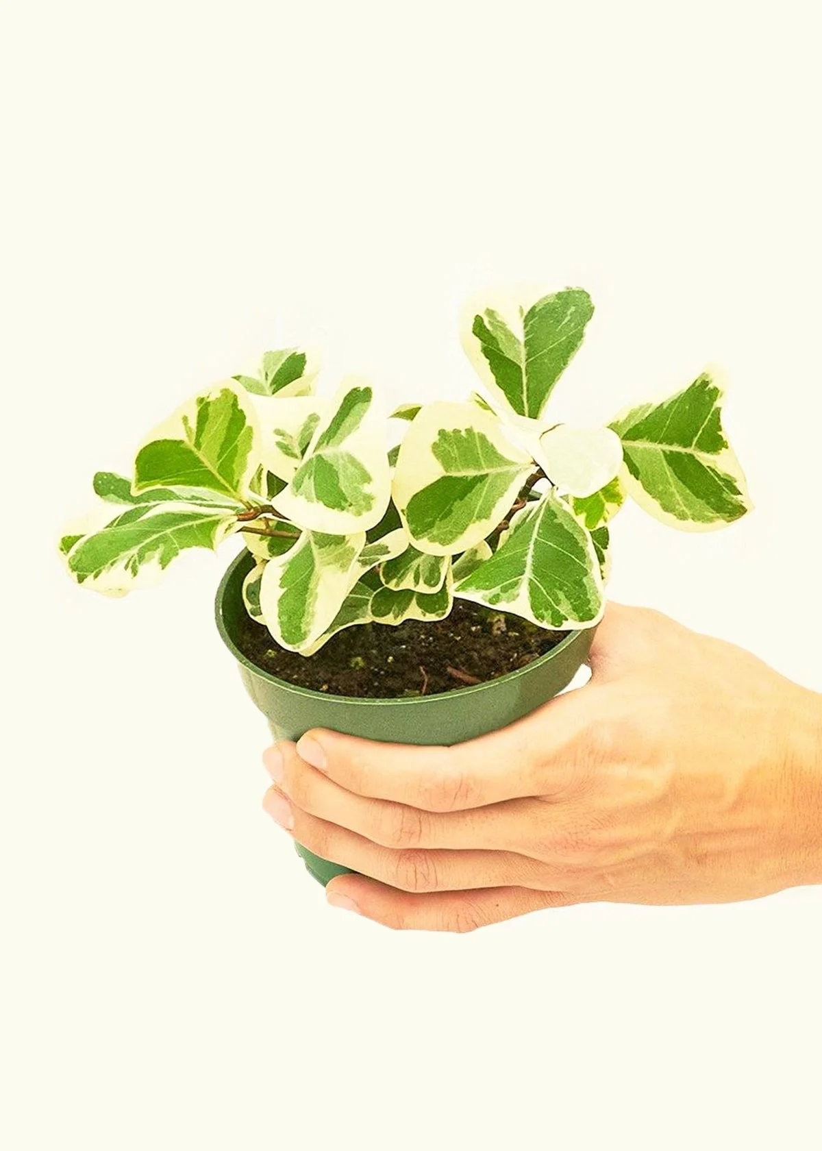 Variegated Triangle Ficus, Small - Image 3