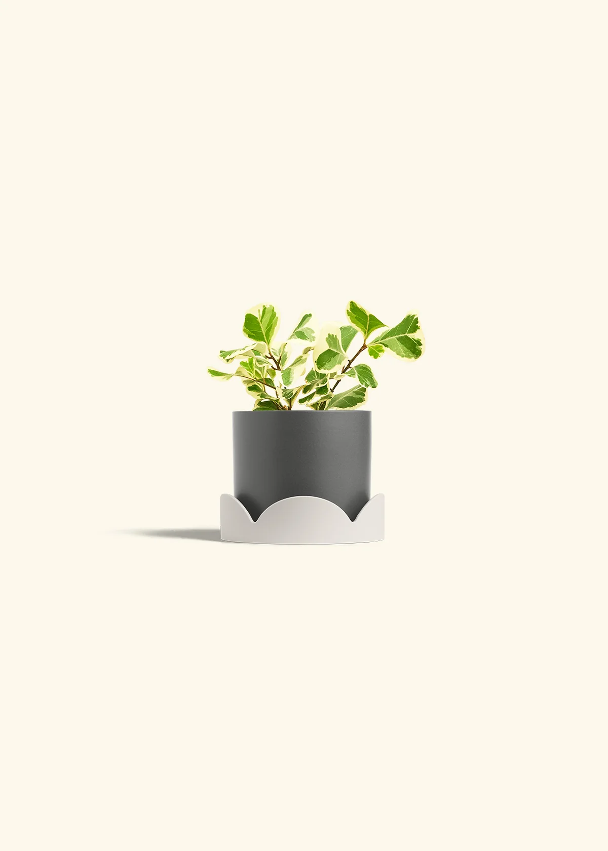 Variegated Triangle Ficus, Small - Image 30