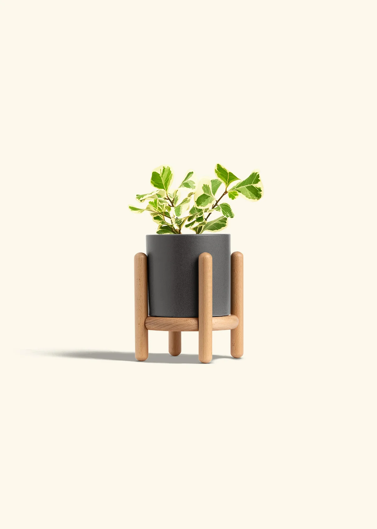 Variegated Triangle Ficus, Small - Image 31