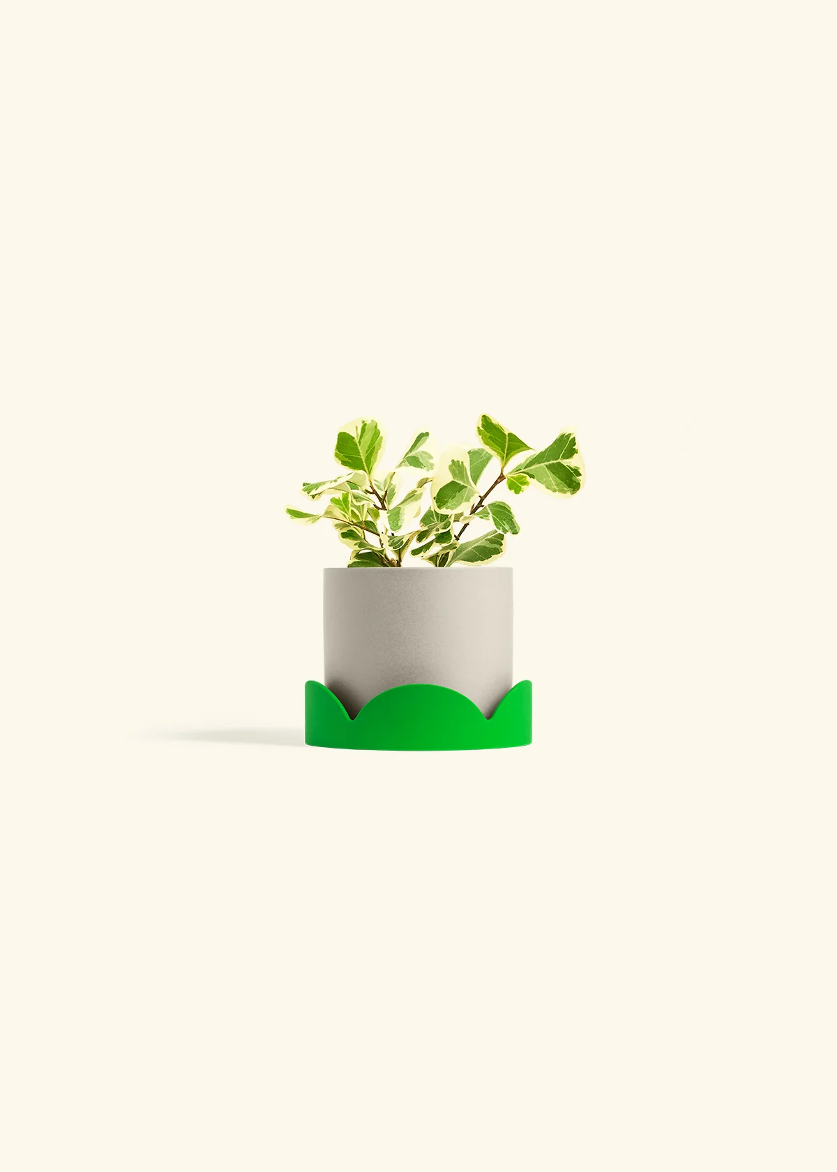 Variegated Triangle Ficus, Small - Image 33
