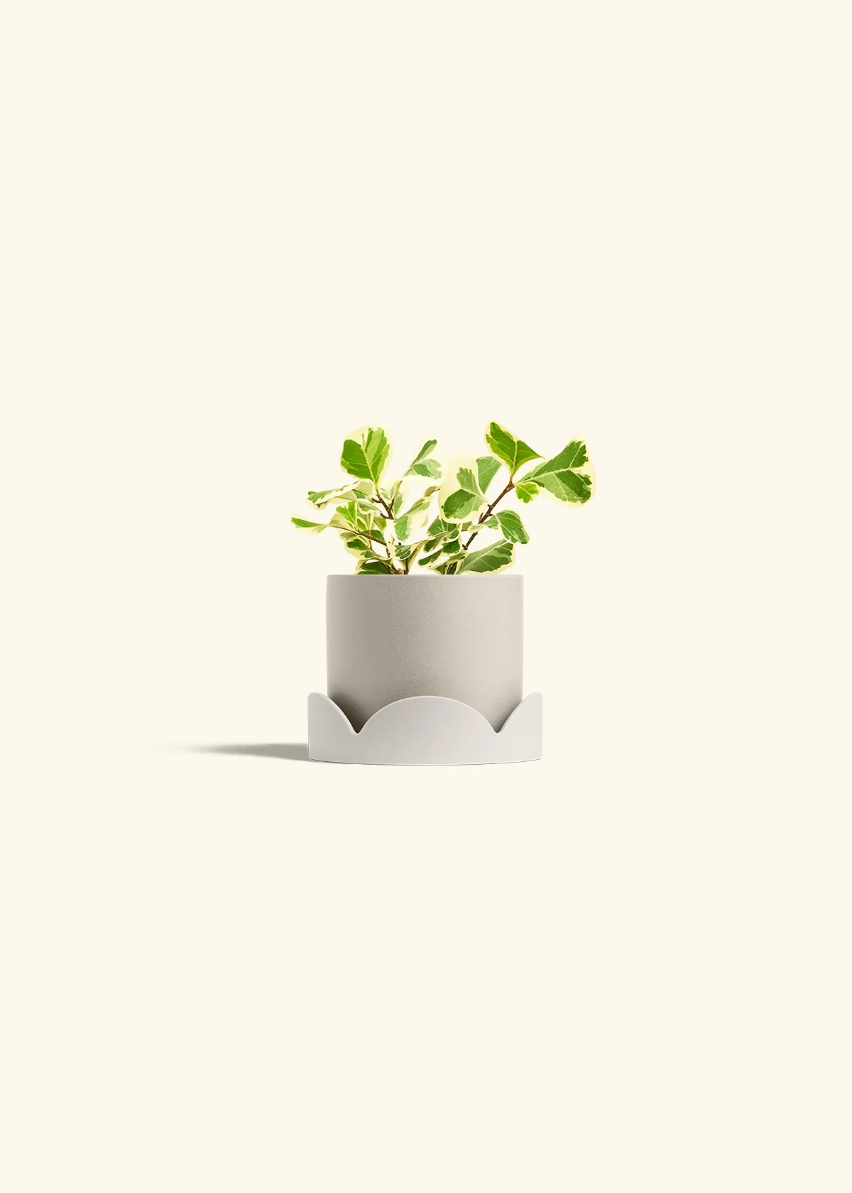 Variegated Triangle Ficus, Small - Image 34