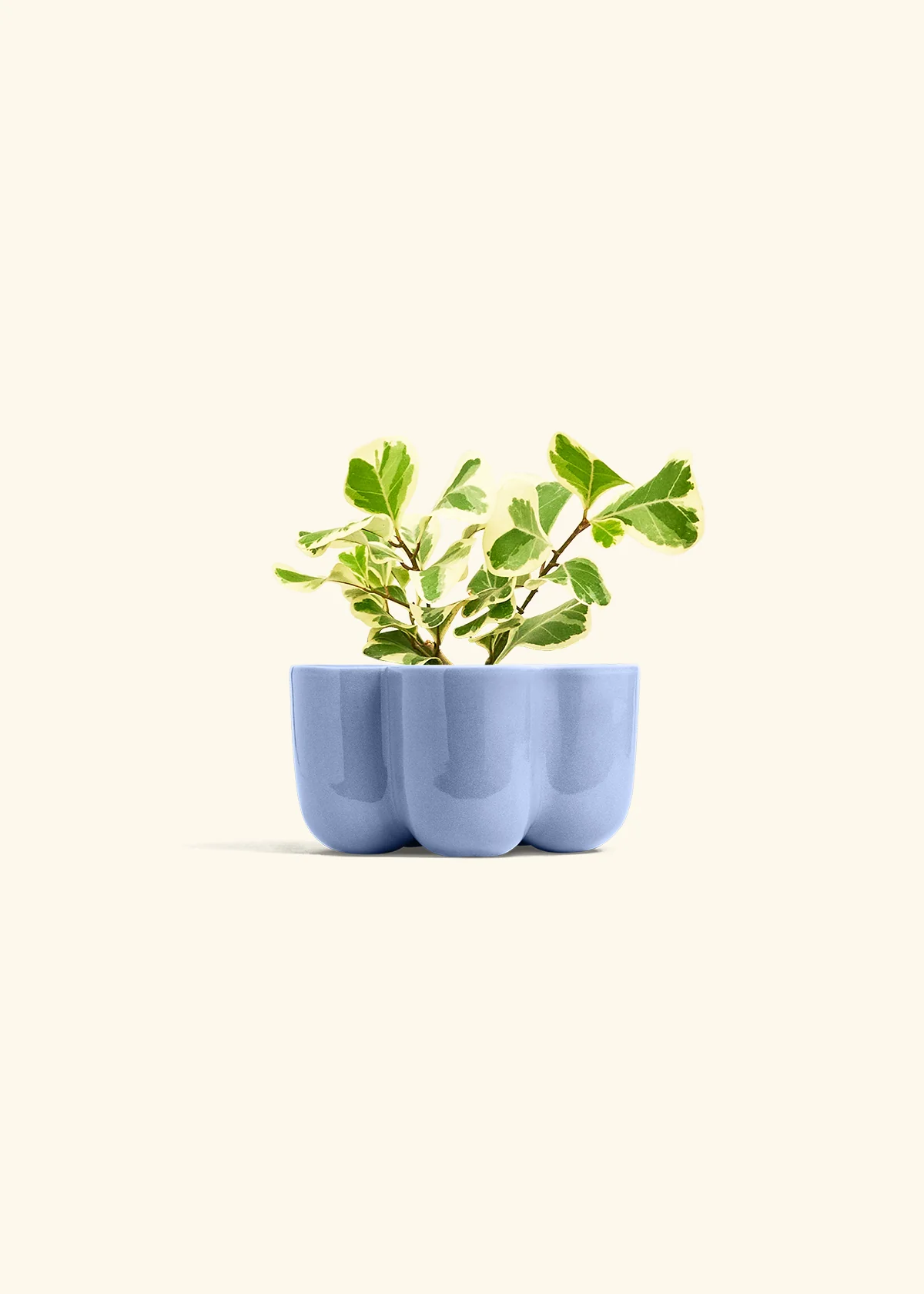 Variegated Triangle Ficus, Small - Image 36