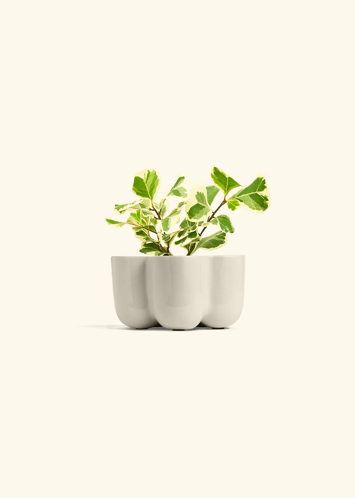 Variegated Triangle Ficus, Small - Image 37