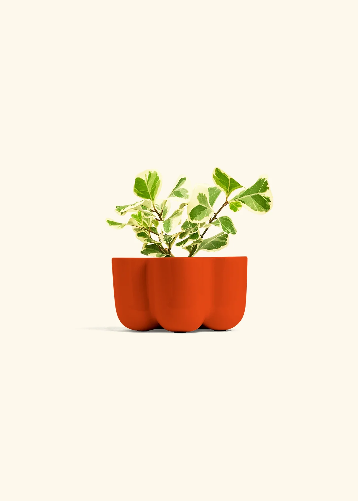 Variegated Triangle Ficus, Small - Image 38
