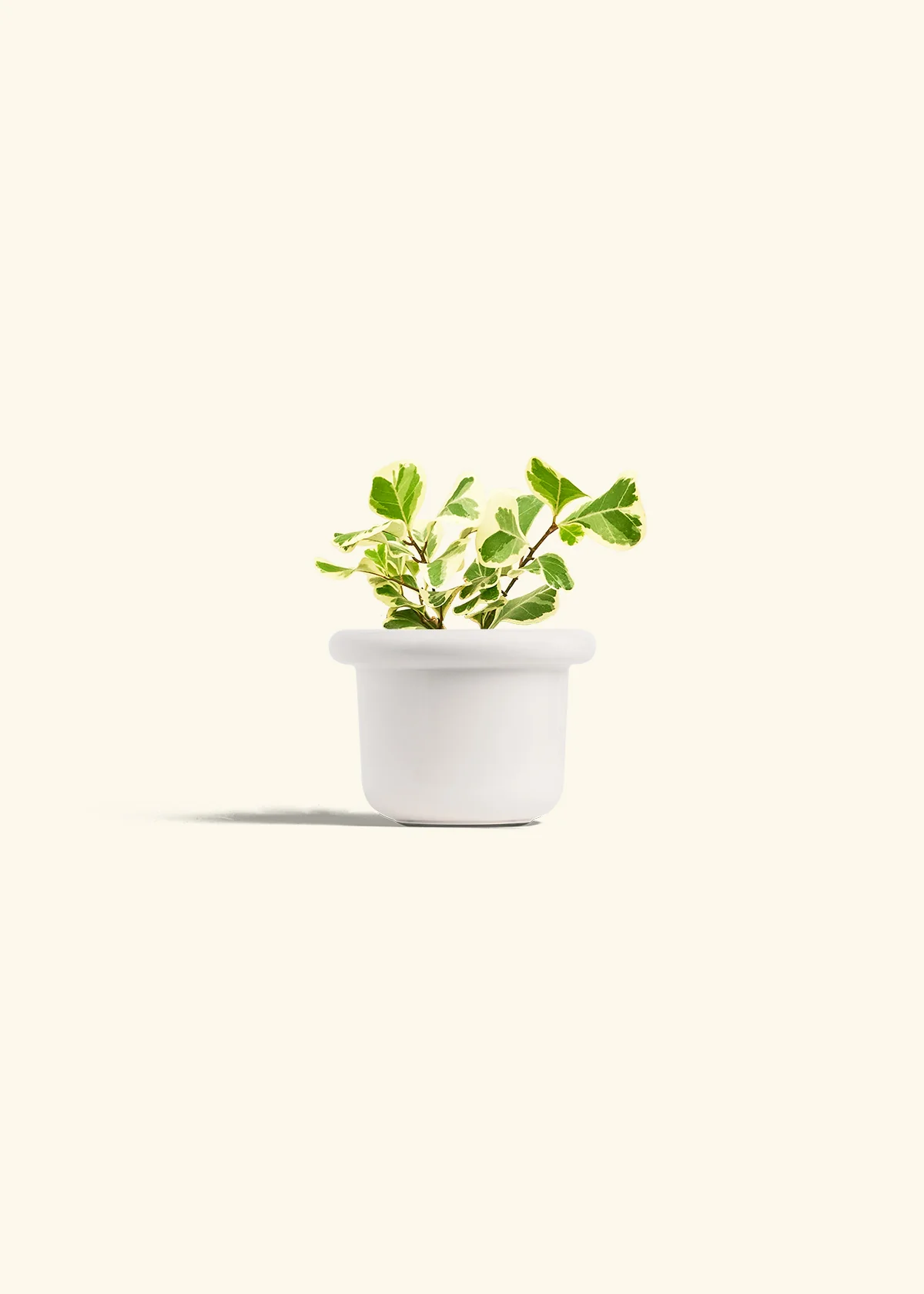 Variegated Triangle Ficus, Small - Image 4