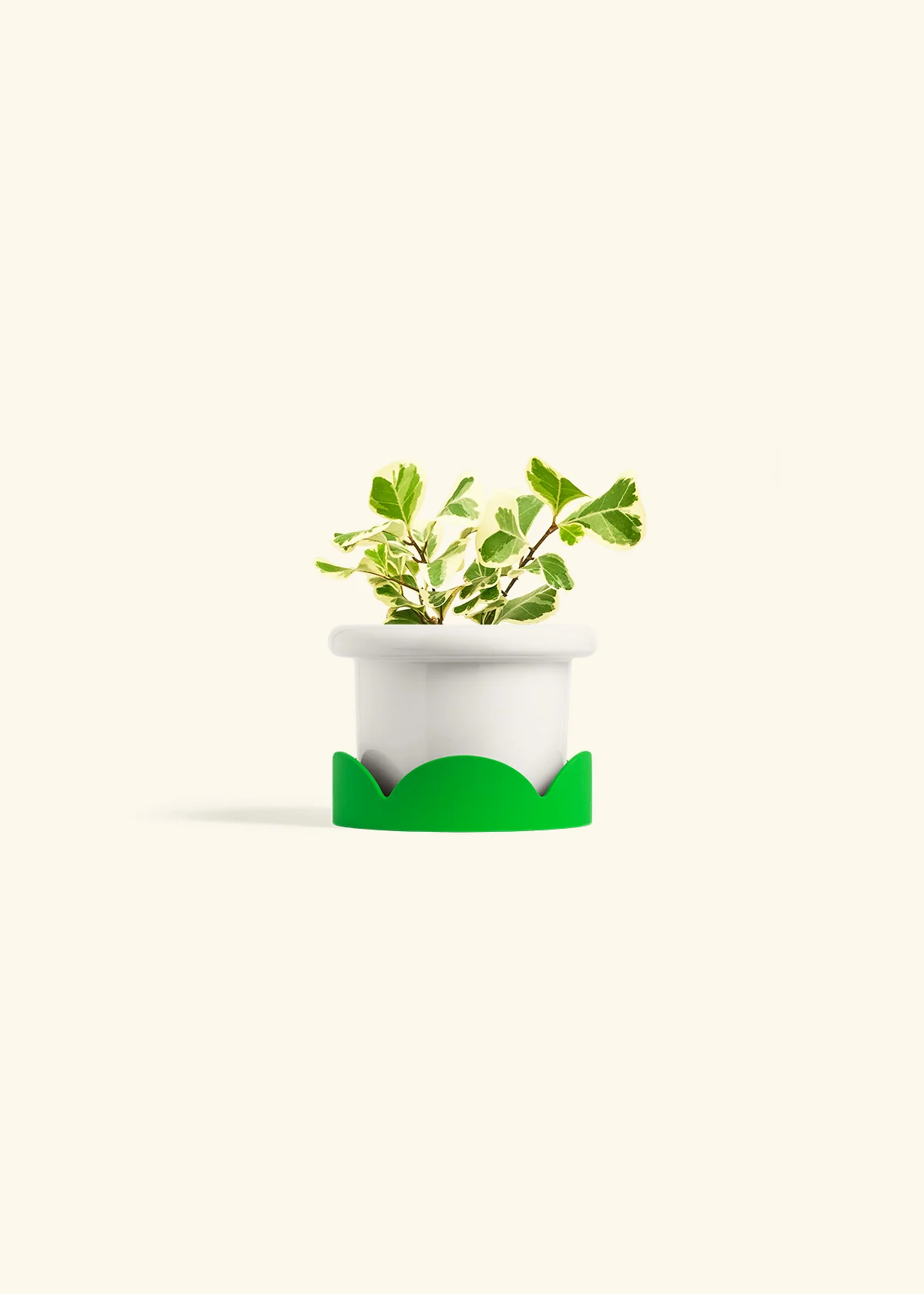Variegated Triangle Ficus, Small - Image 5