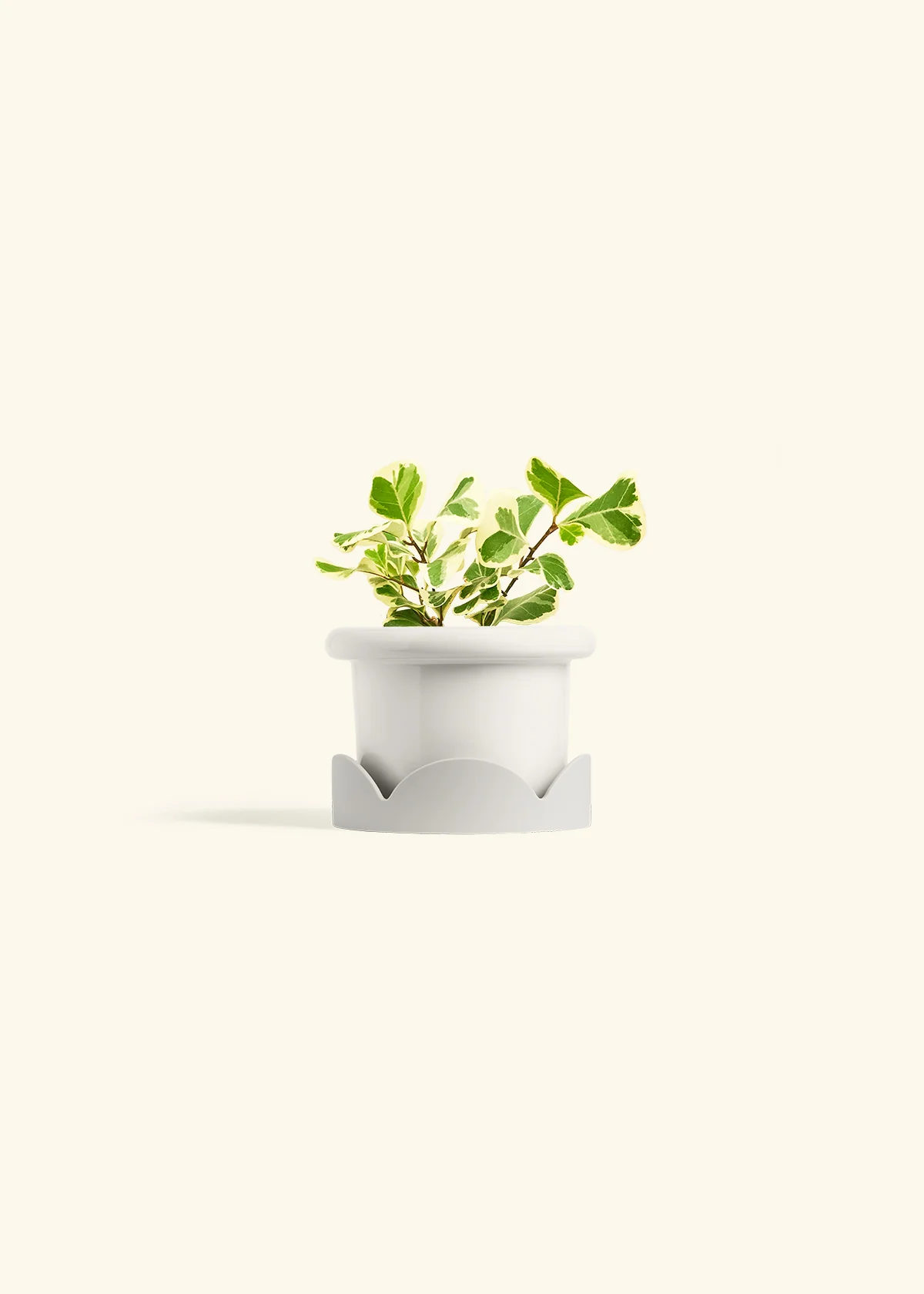 Variegated Triangle Ficus, Small - Image 6