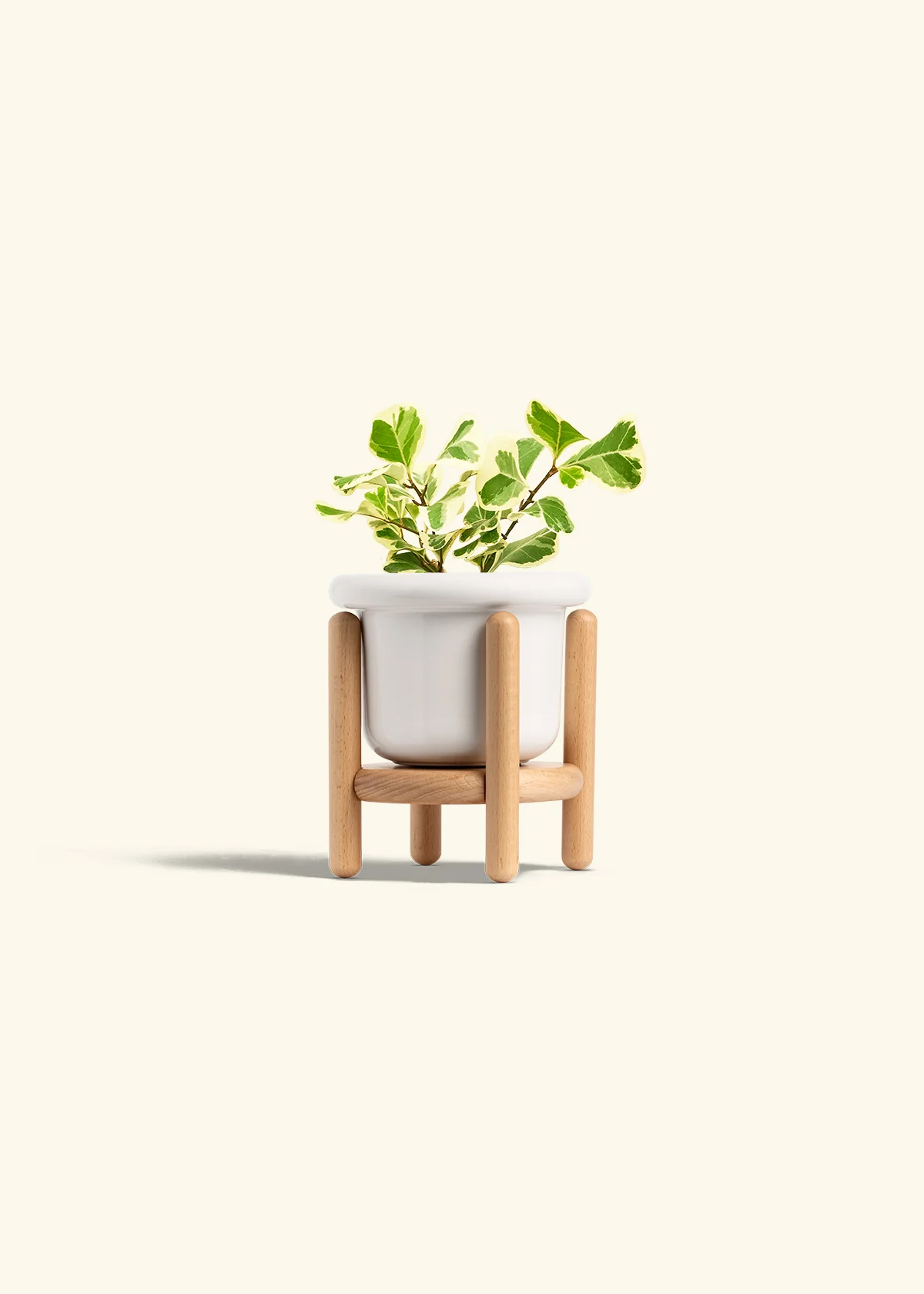 Variegated Triangle Ficus, Small - Image 7