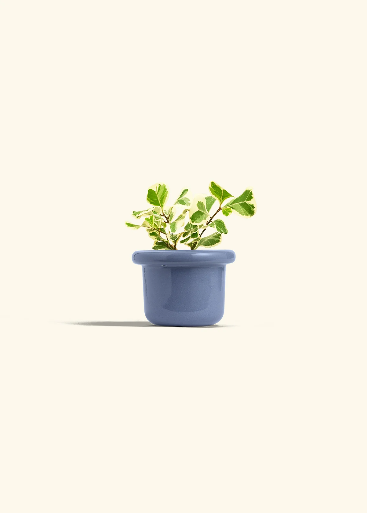 Variegated Triangle Ficus, Small - Image 8