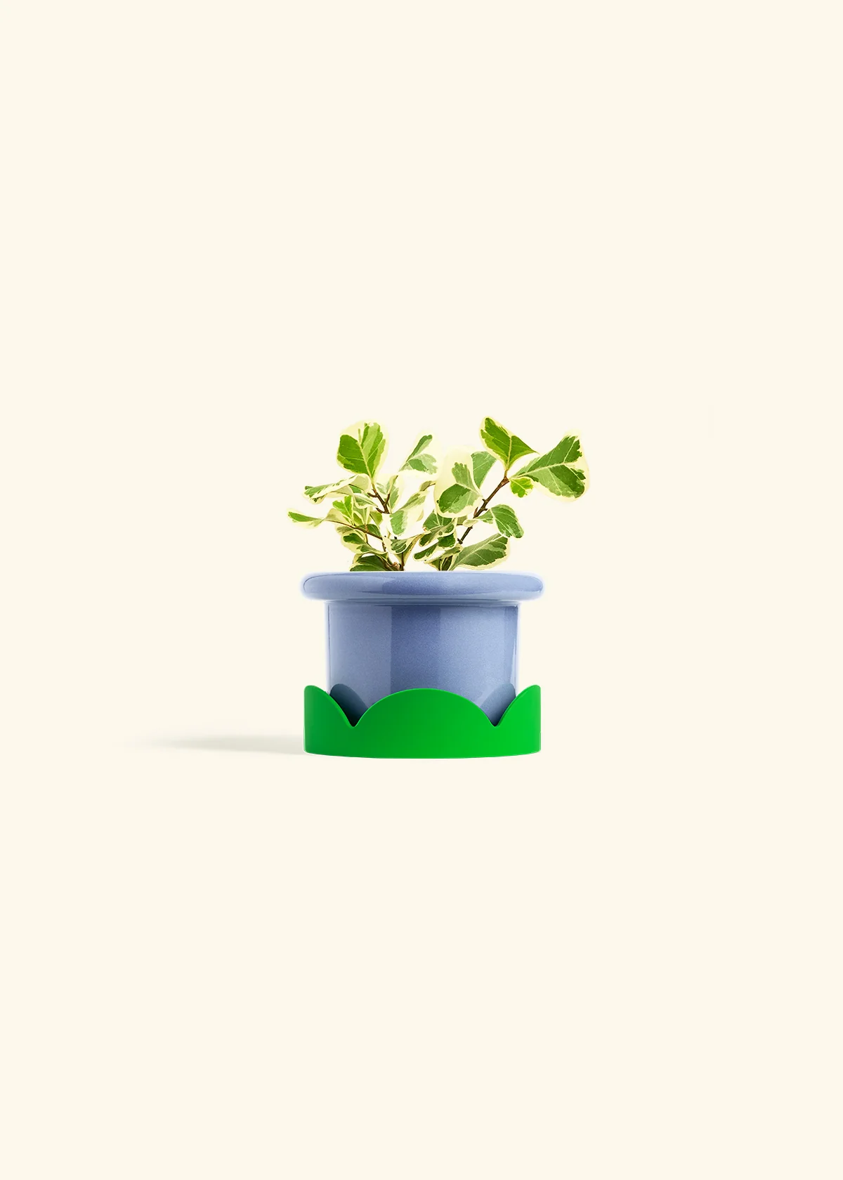 Variegated Triangle Ficus, Small - Image 9