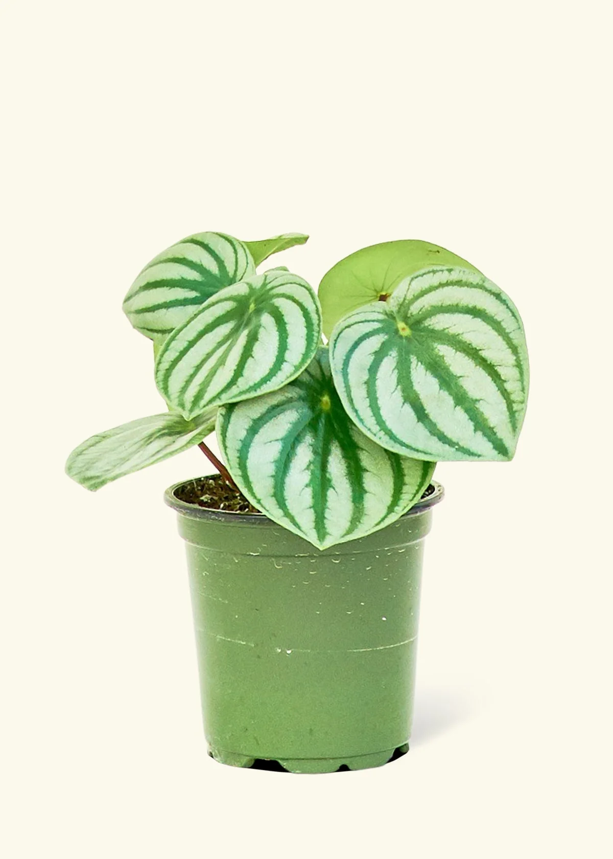 Watermelon Peperomia, Small