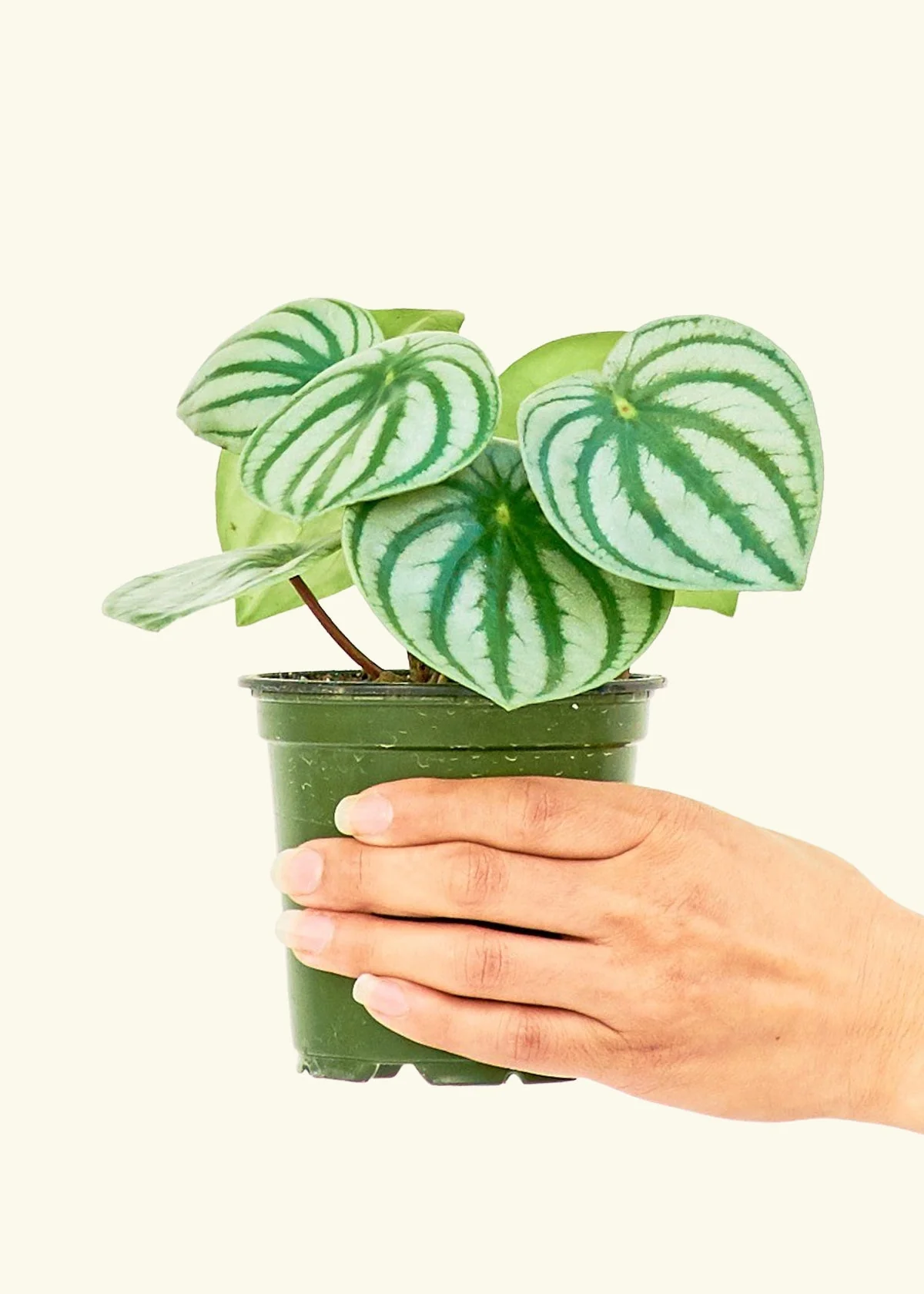 Watermelon Peperomia, Small - Image 2