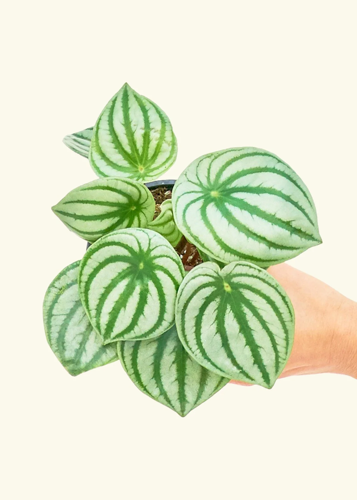 Watermelon Peperomia, Small - Image 3
