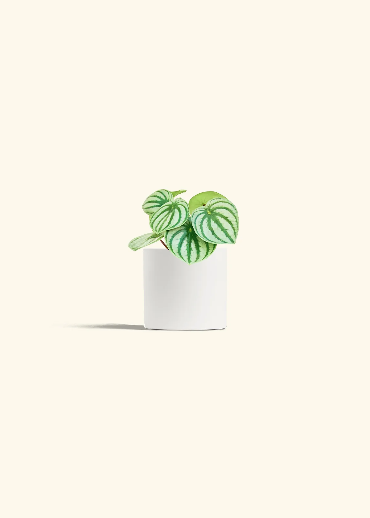 Watermelon Peperomia, Small - Image 4