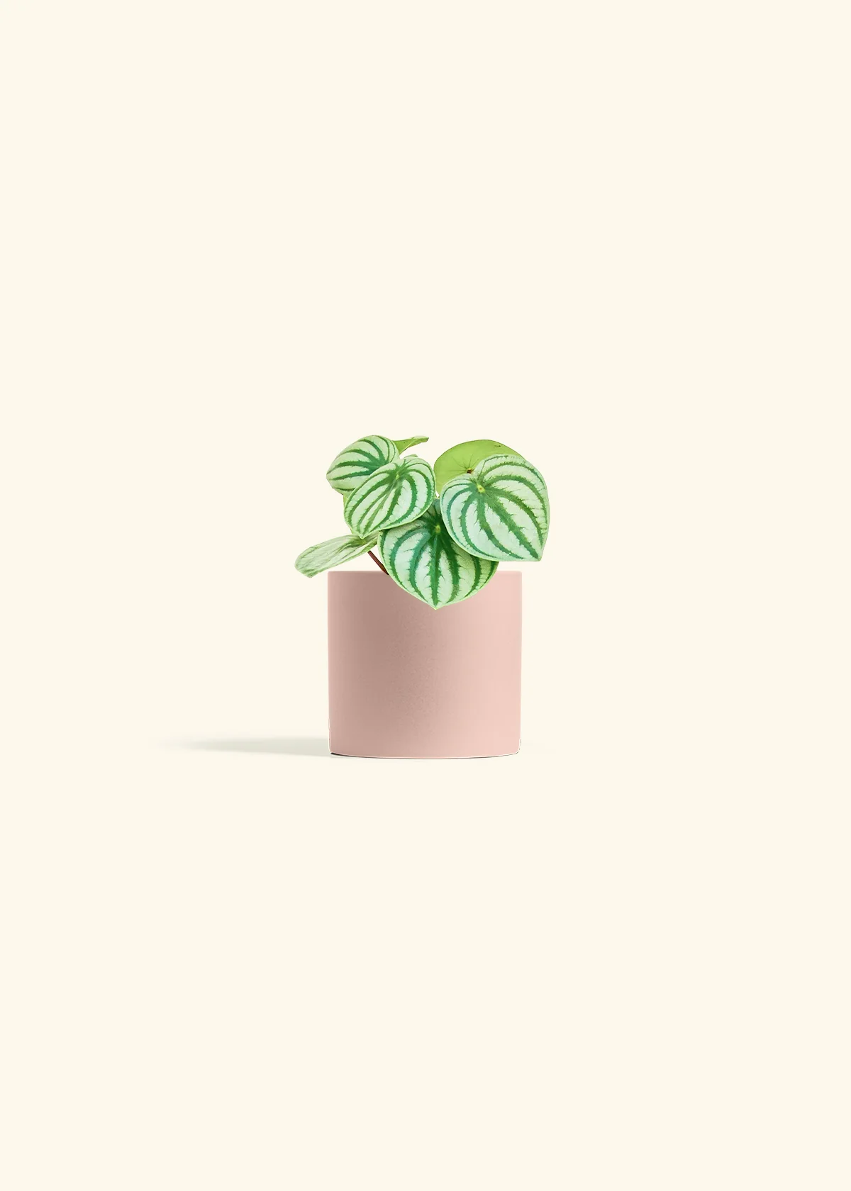 Watermelon Peperomia, Small - Image 5