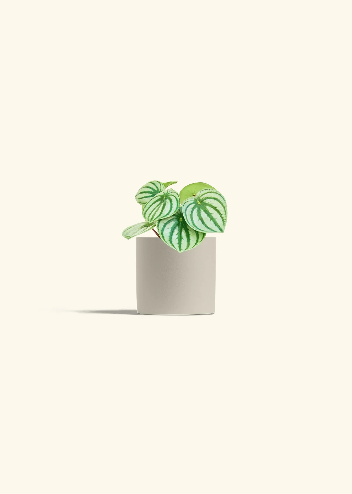 Watermelon Peperomia, Small - Image 7