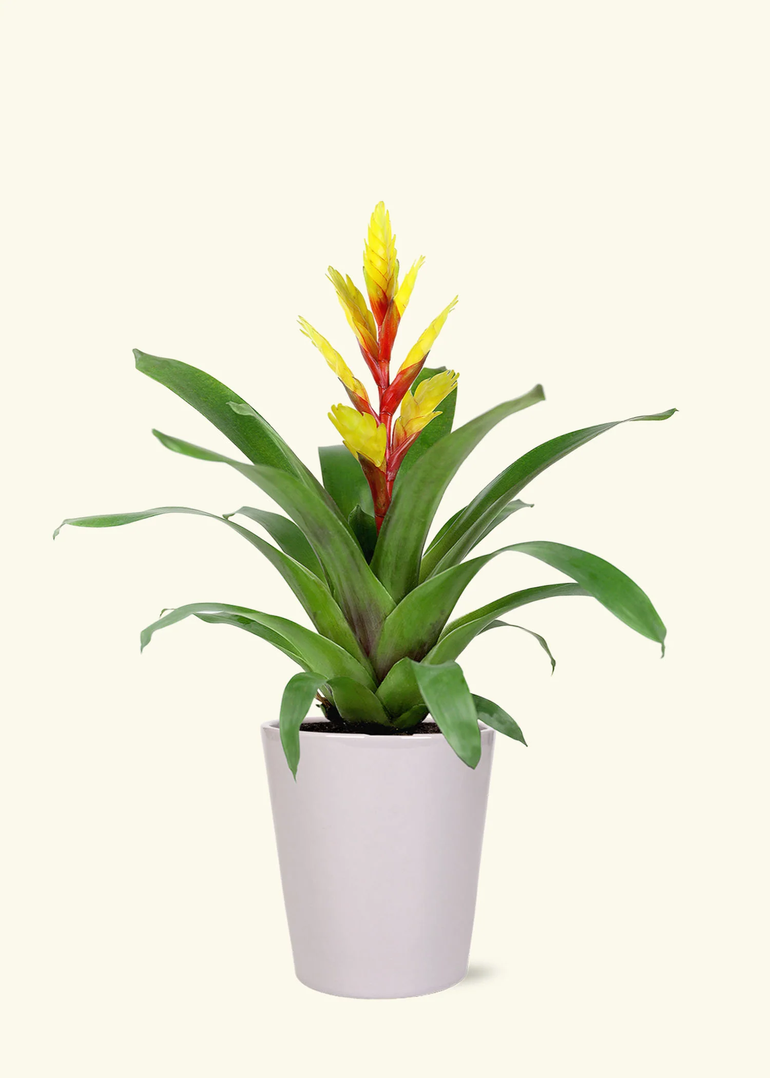 Yellow Bromeliad, Medium - Image 3