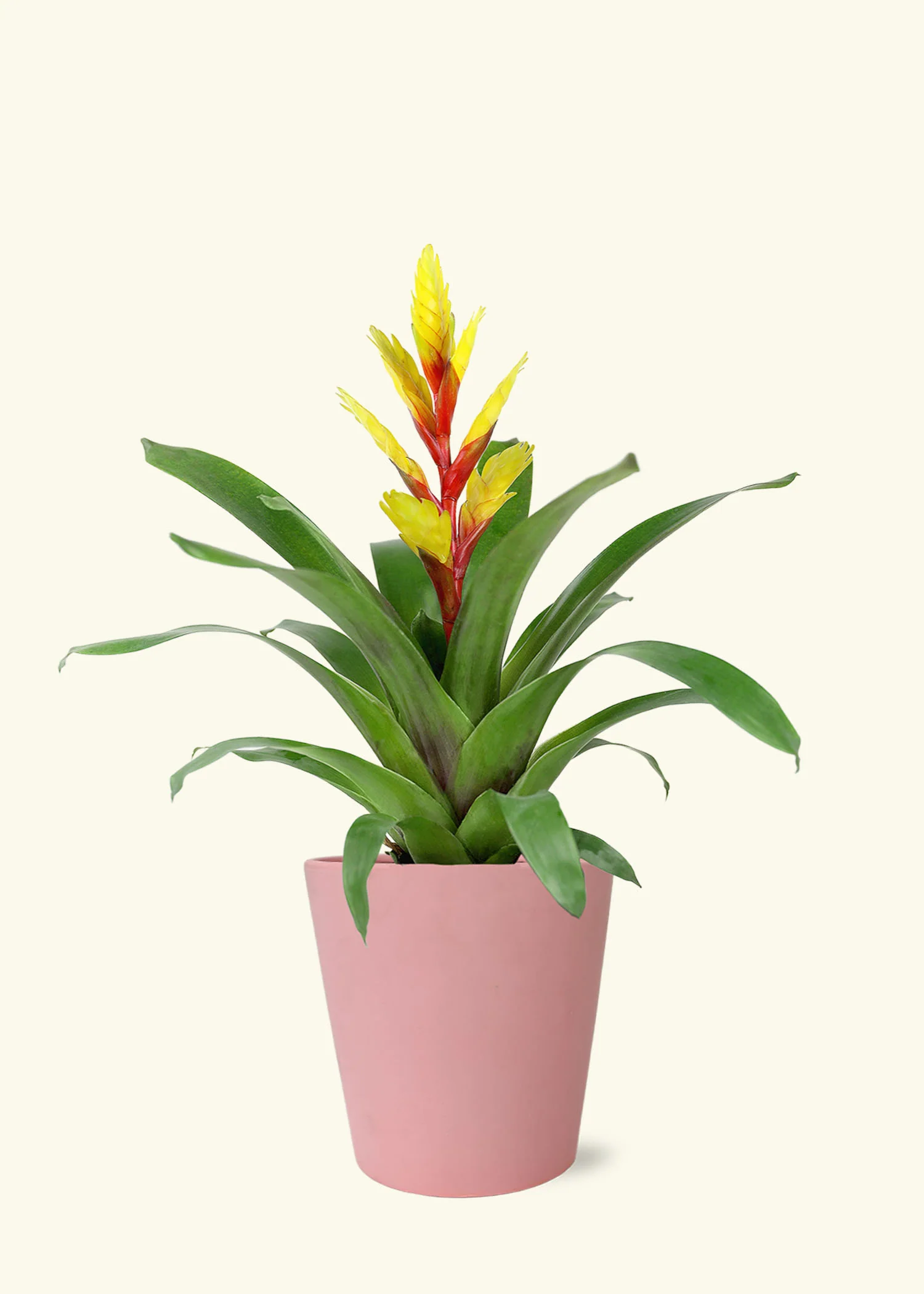 Yellow Bromeliad, Medium - Image 4