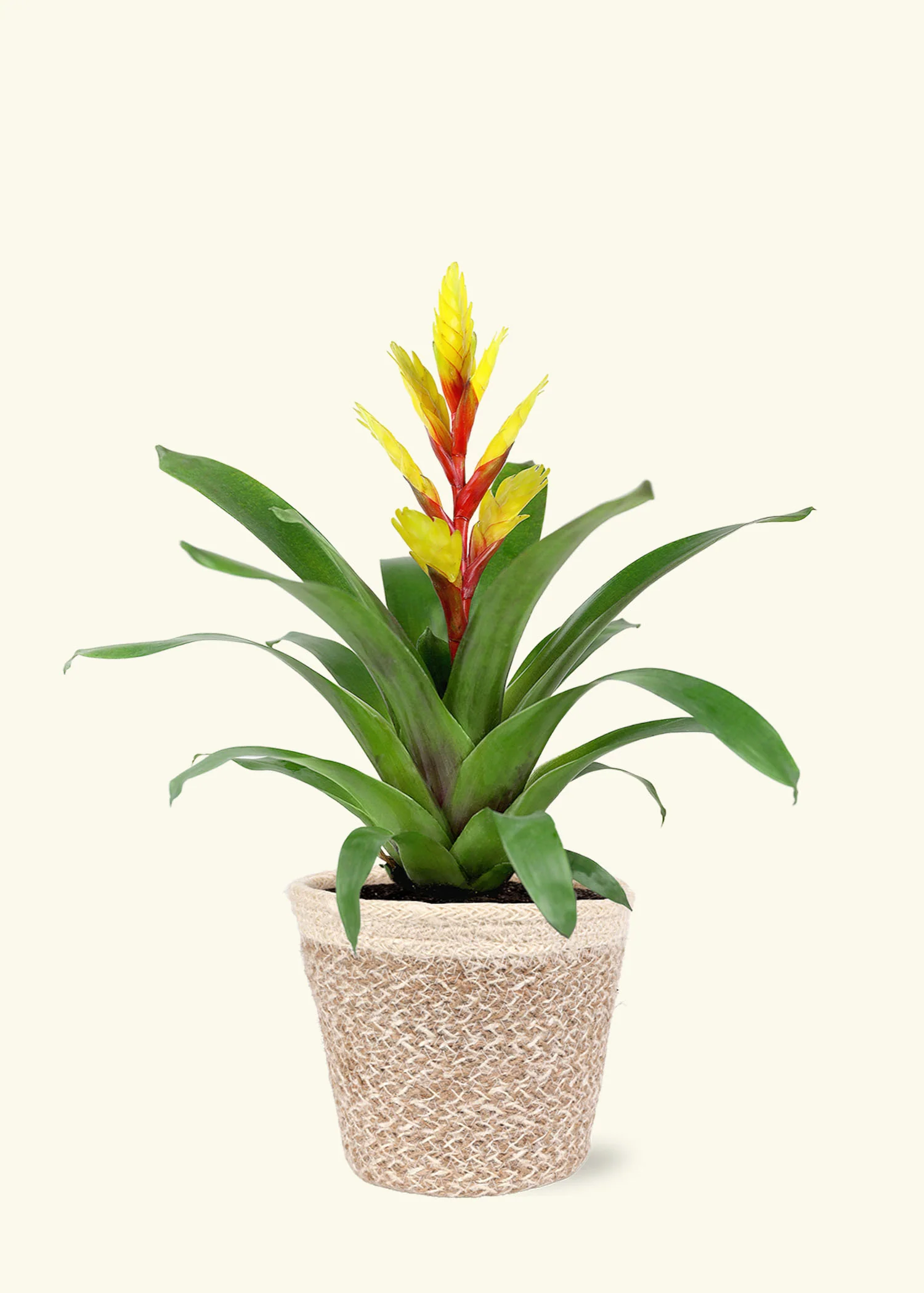 Yellow Bromeliad, Medium - Image 5