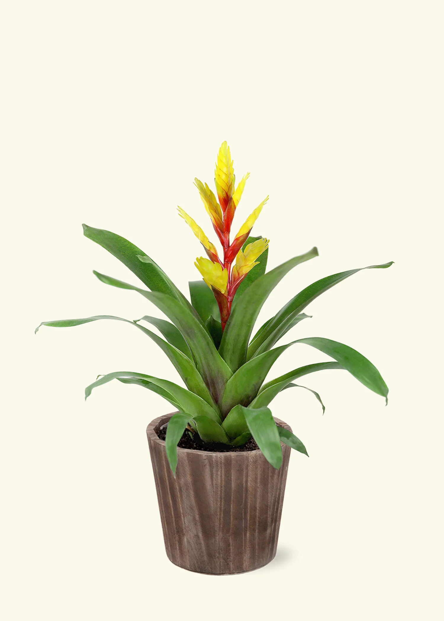 Yellow Bromeliad, Medium - Image 6