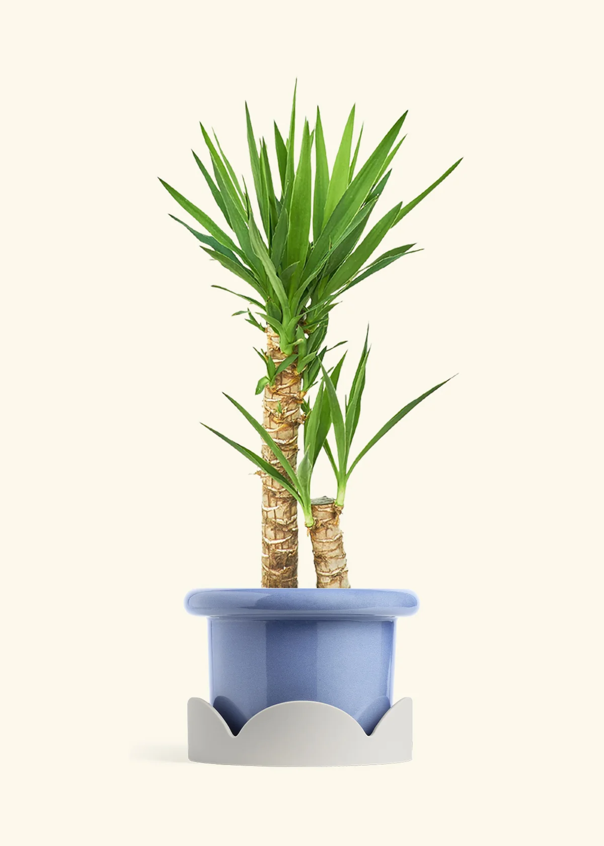 Yucca Cane, XL - Image 11