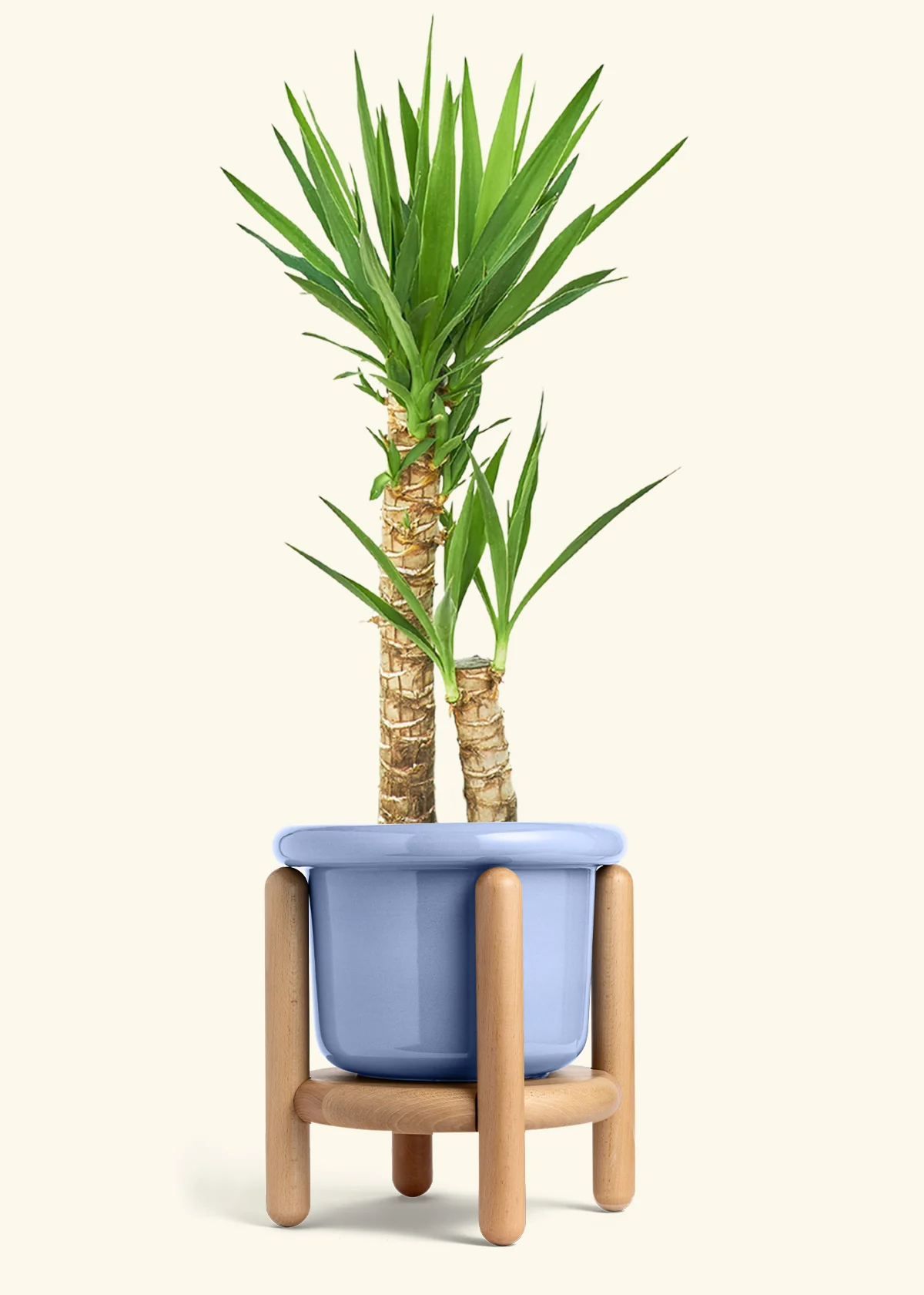 Yucca Cane, XL - Image 12
