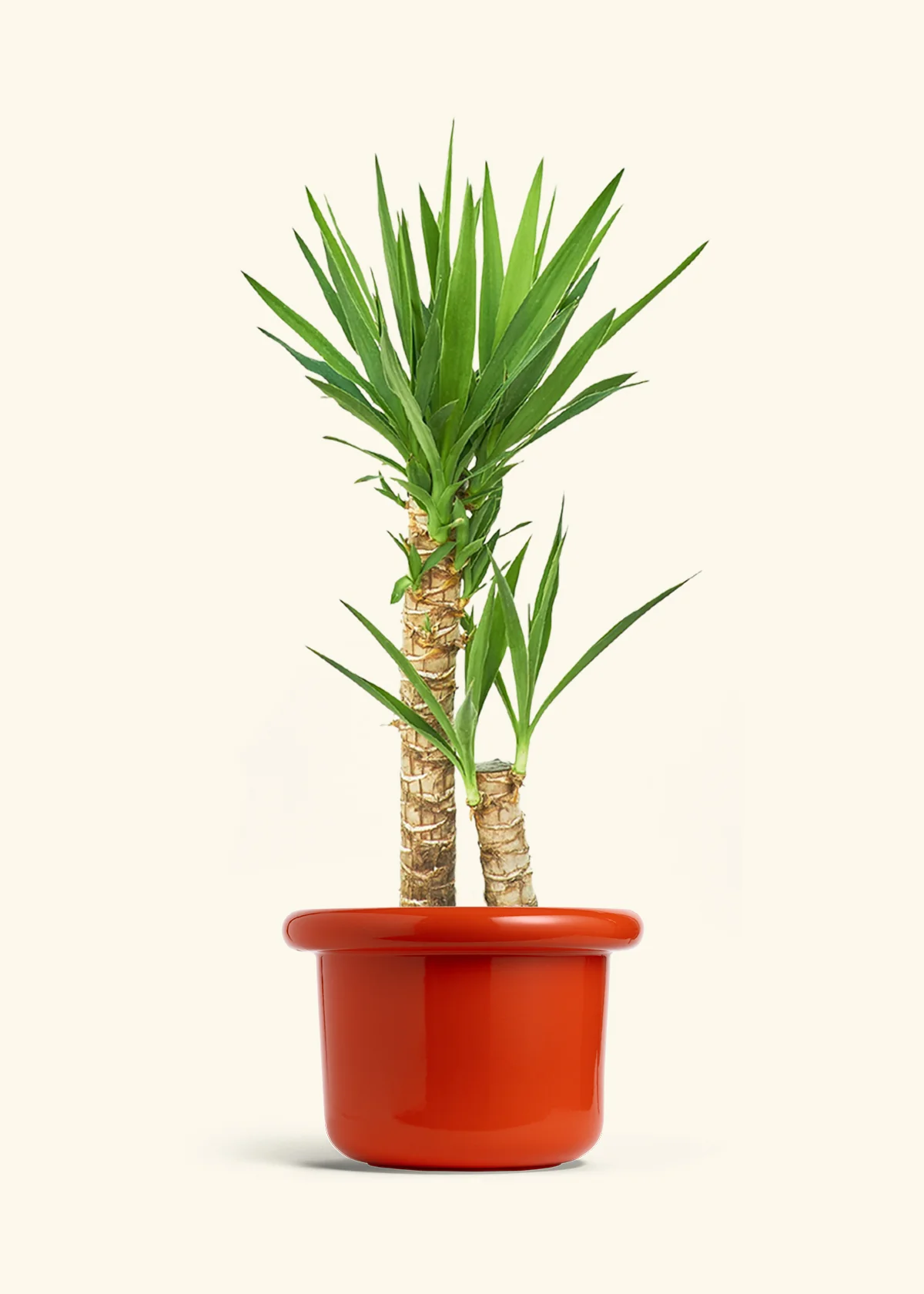Yucca Cane, XL - Image 13