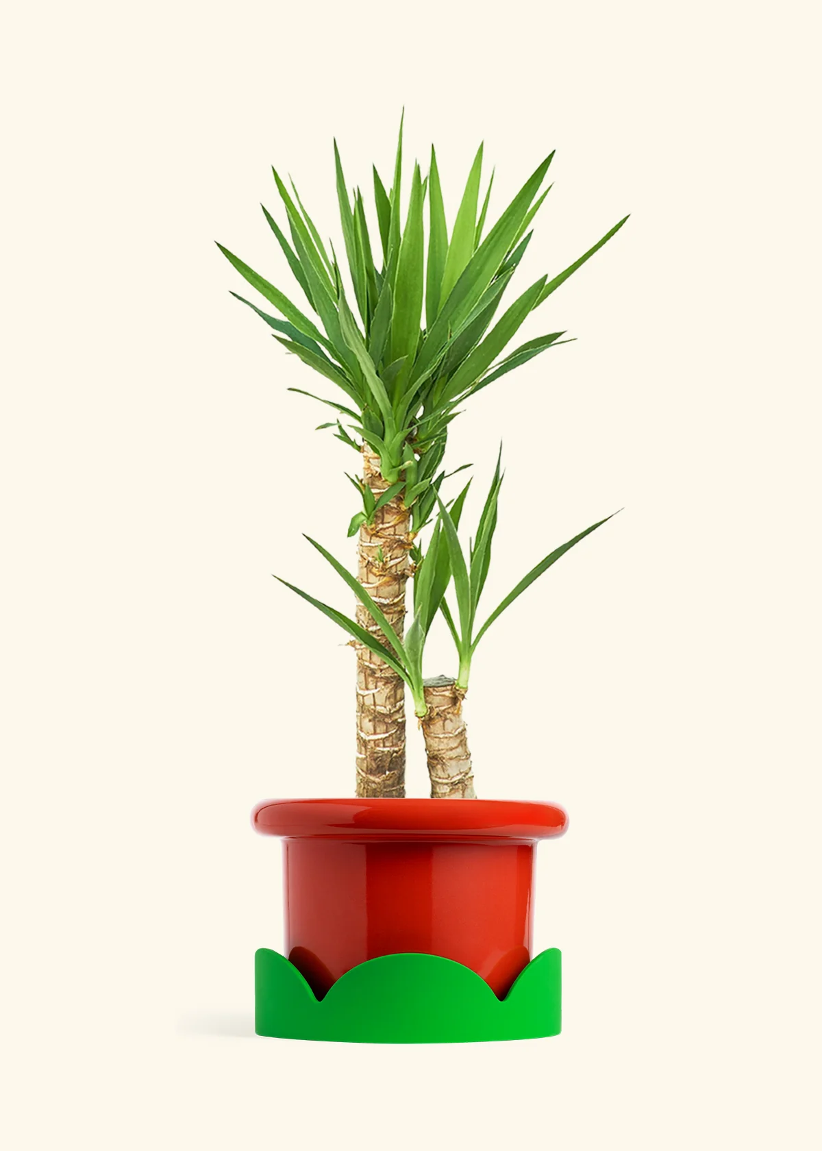 Yucca Cane, XL - Image 14