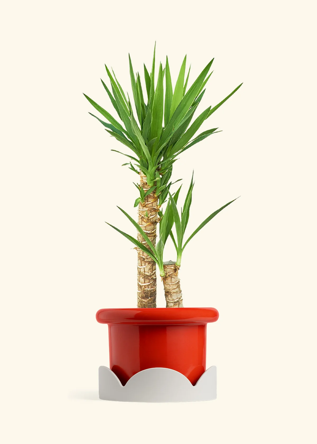 Yucca Cane, XL - Image 15