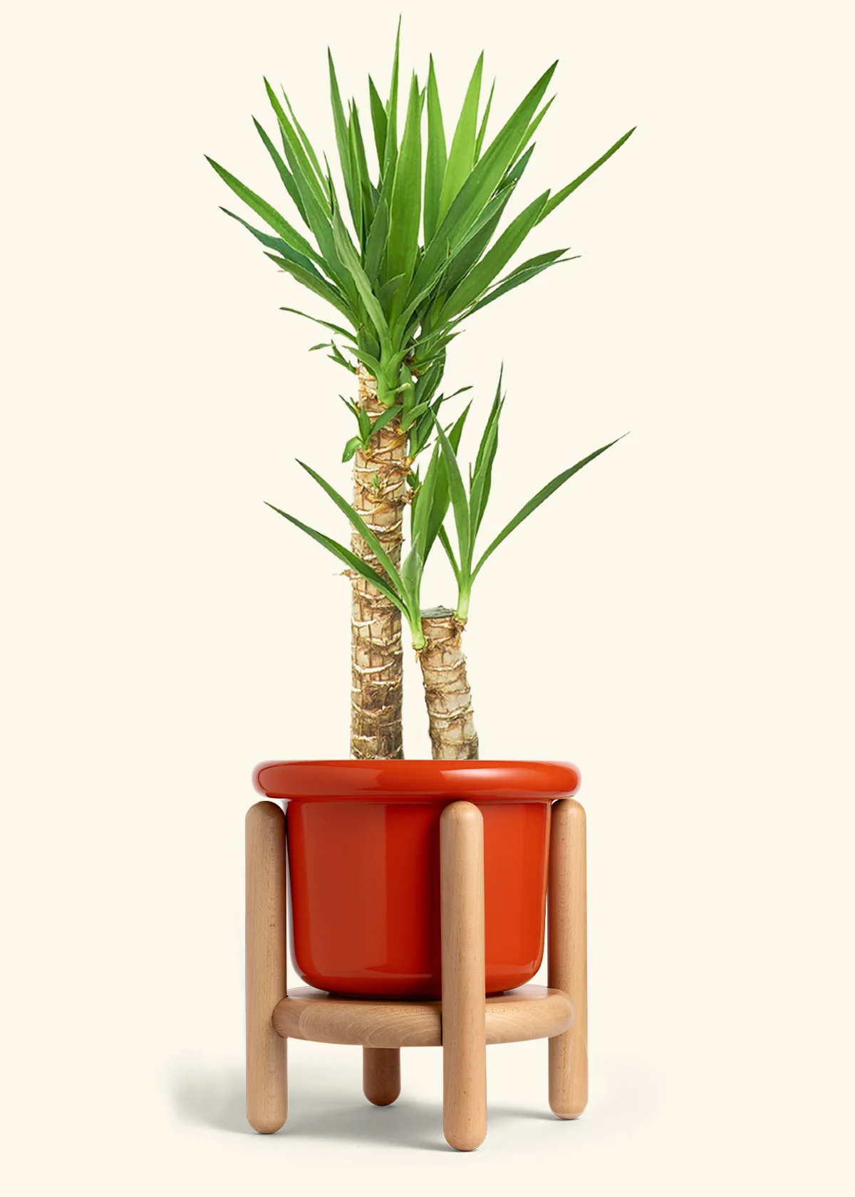Yucca Cane, XL - Image 16