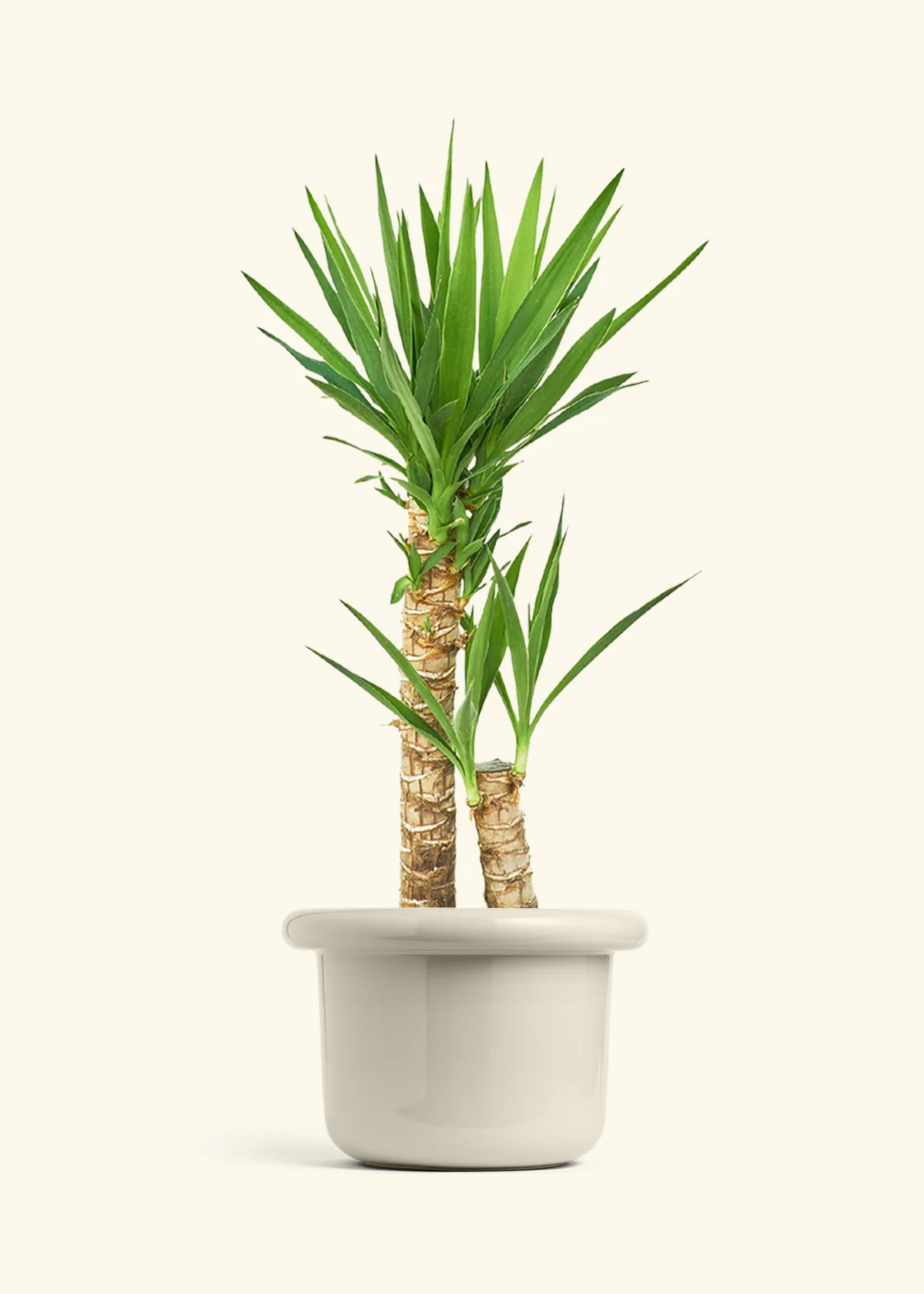 Yucca Cane, XL - Image 17