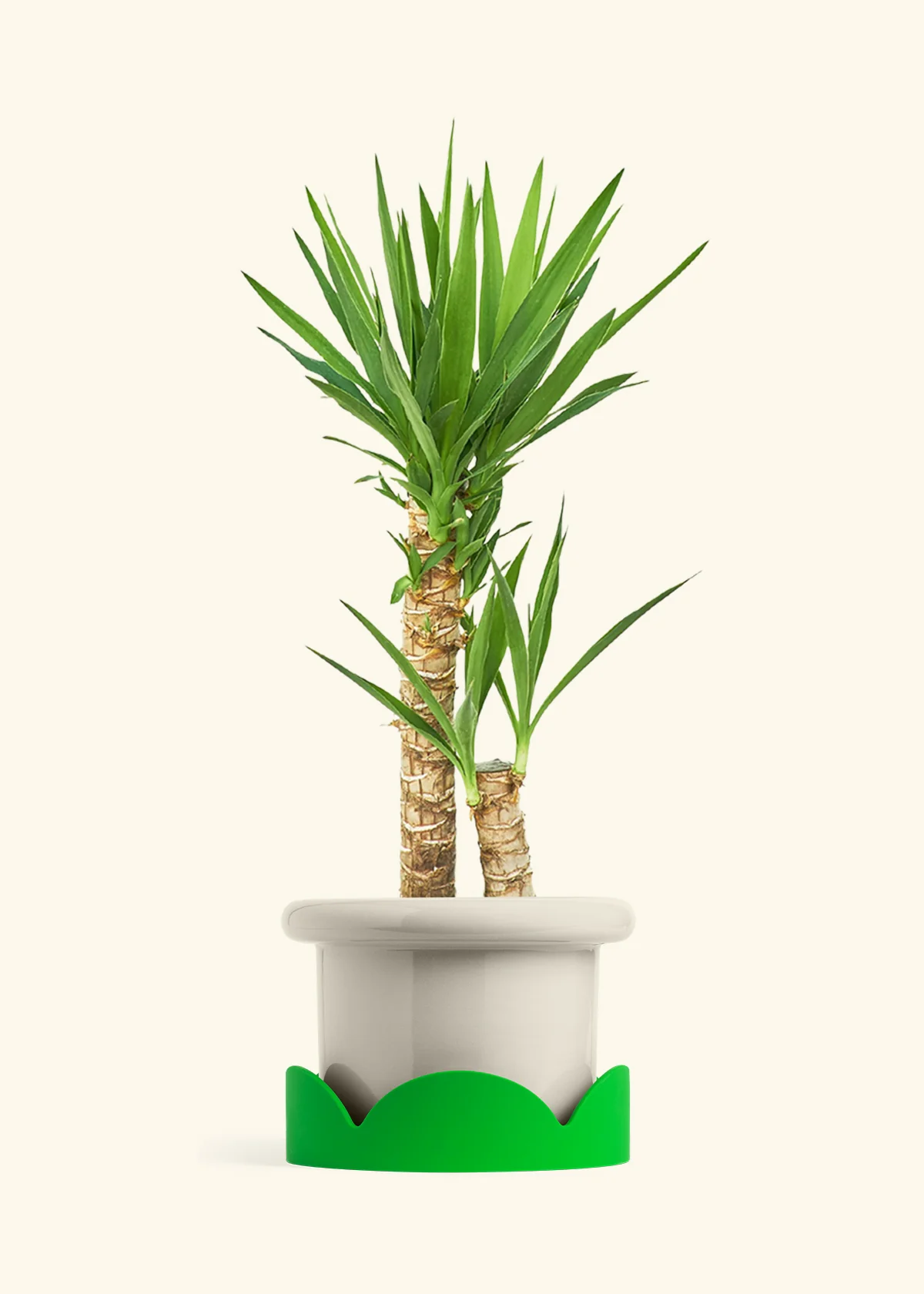 Yucca Cane, XL - Image 18