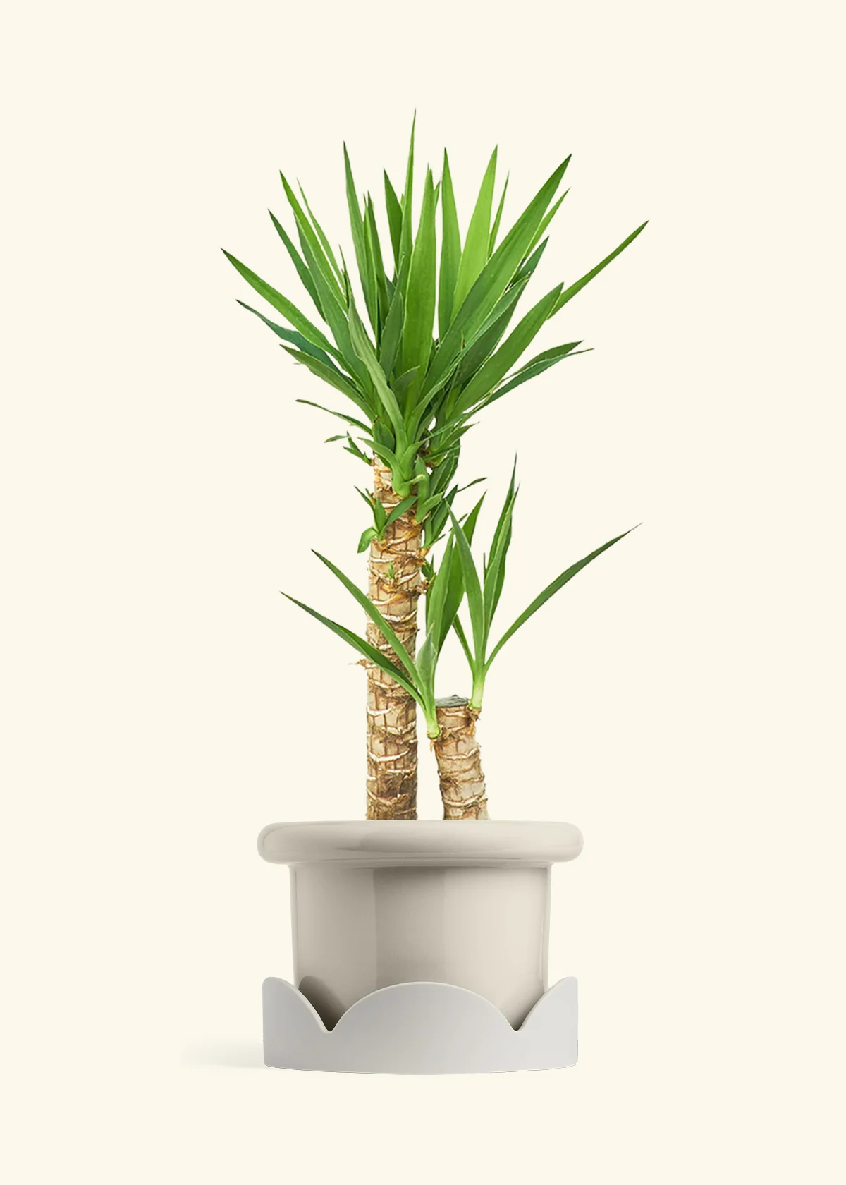 Yucca Cane, XL - Image 19