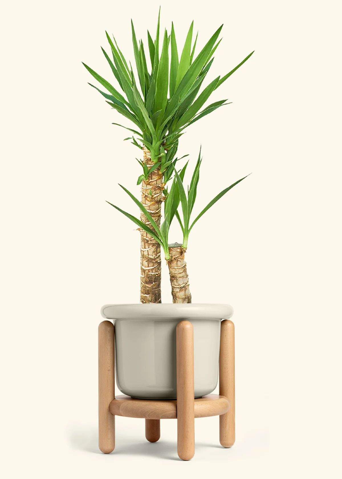 Yucca Cane, XL - Image 20