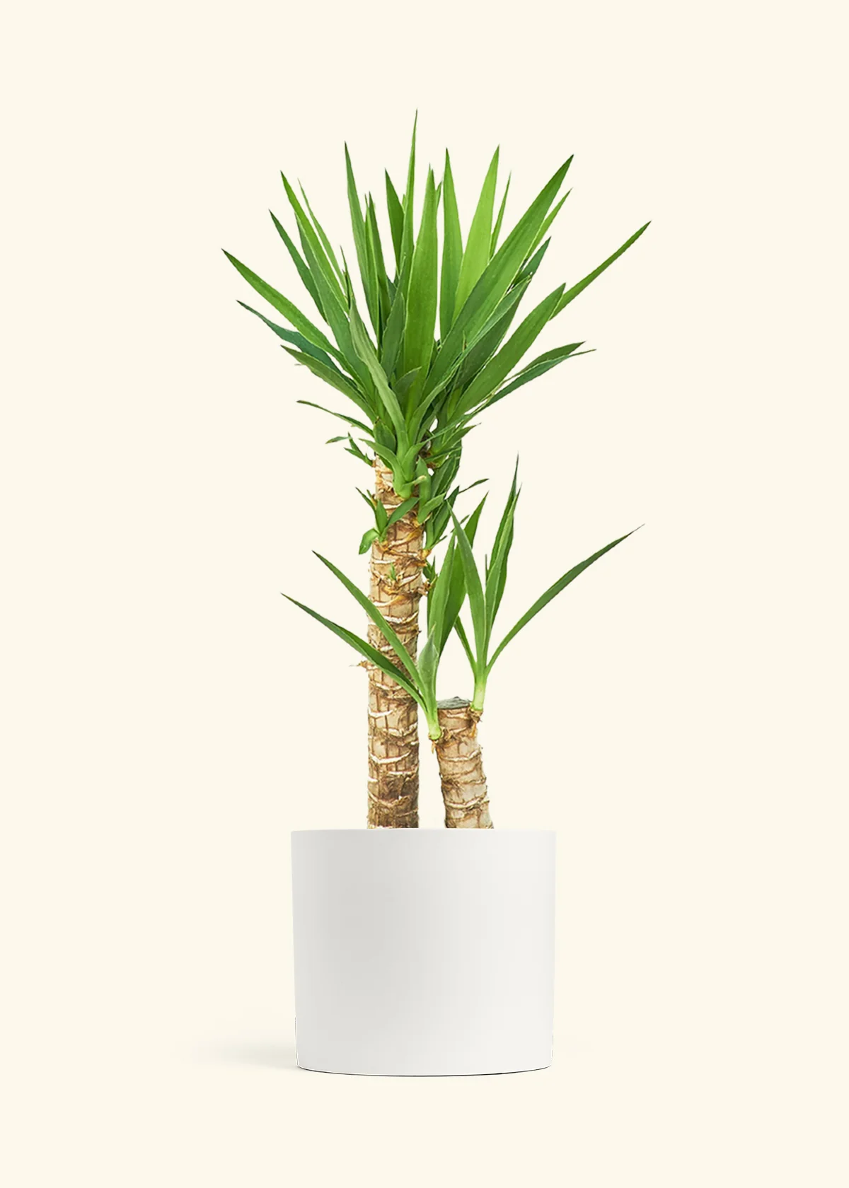 Yucca Cane, XL - Image 21