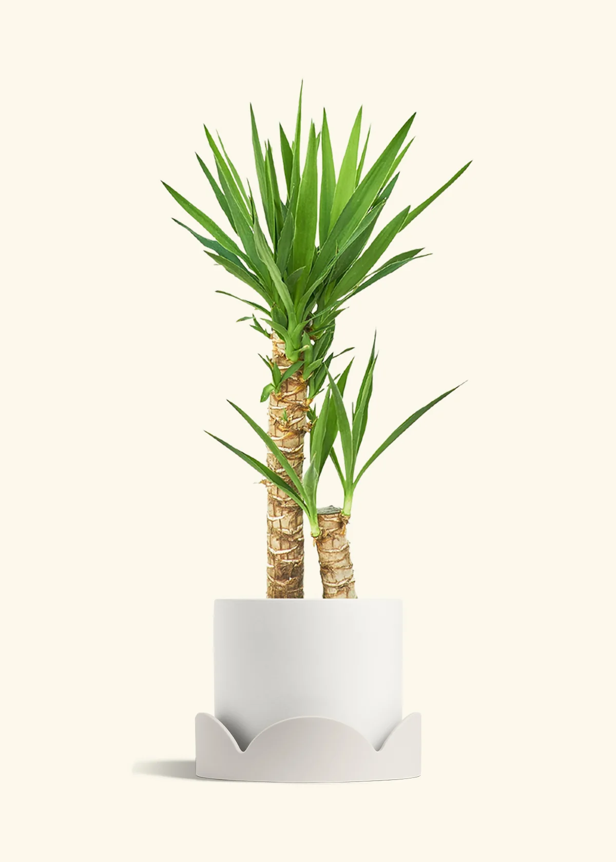Yucca Cane, XL - Image 22