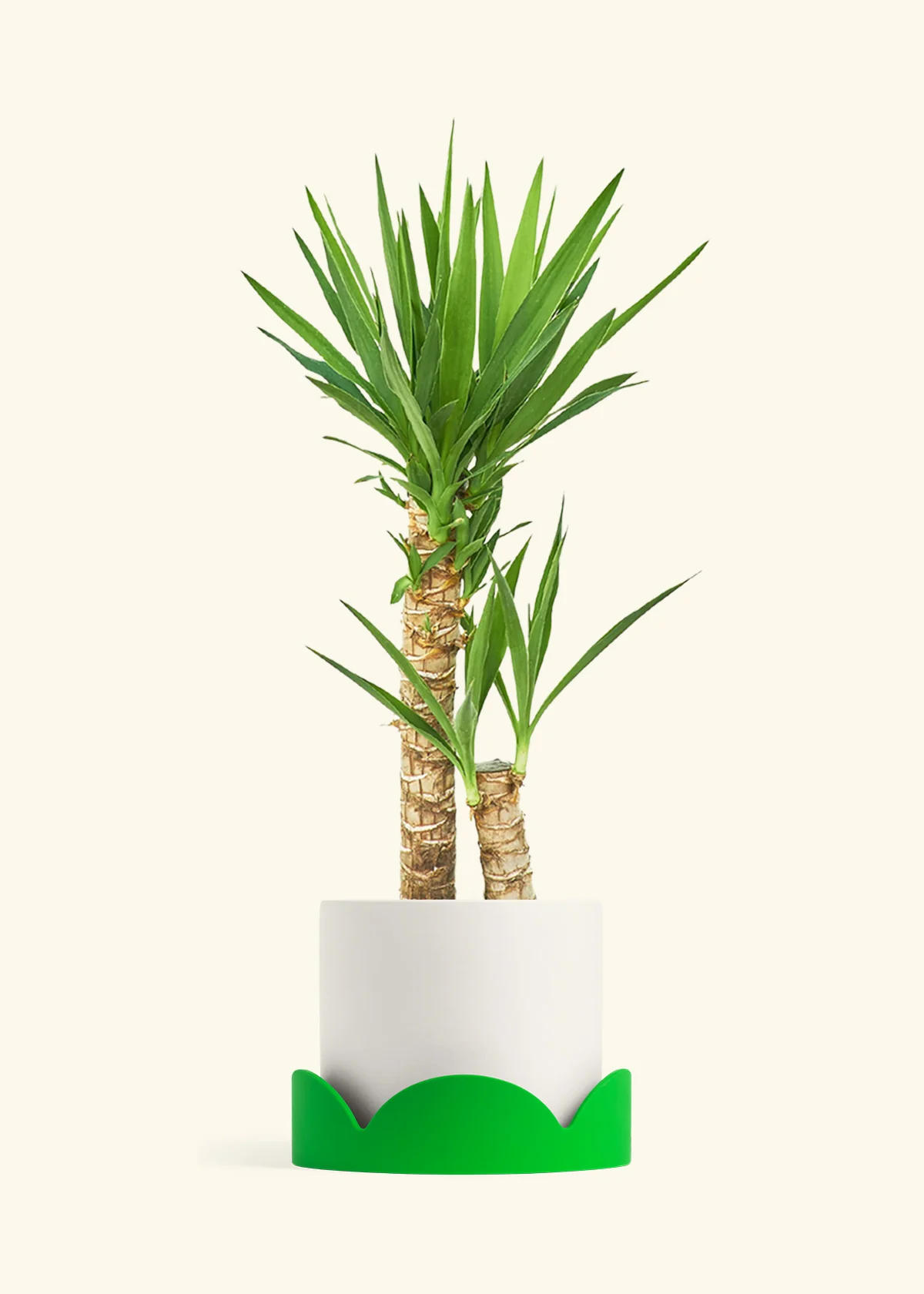 Yucca Cane, XL - Image 23