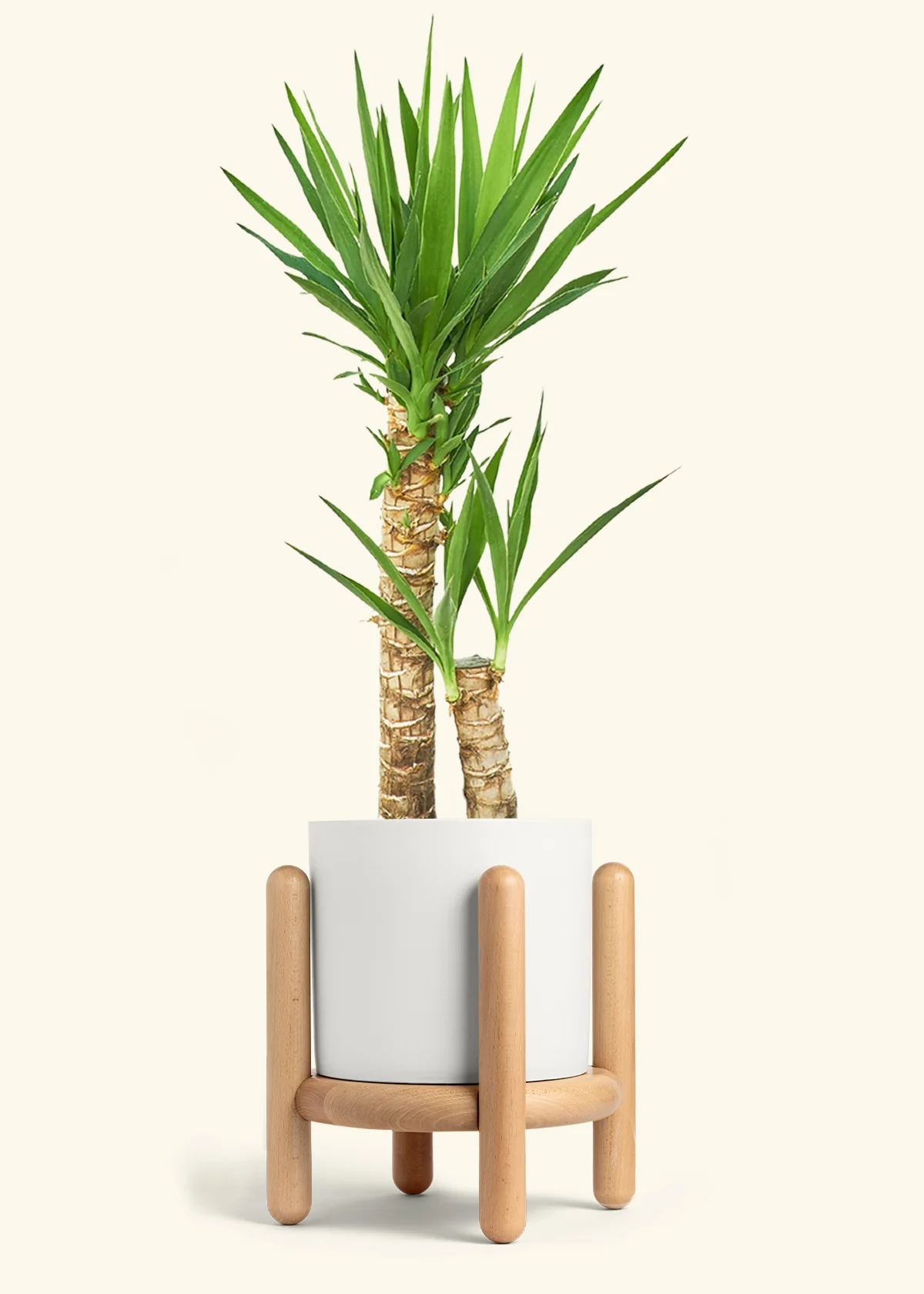 Yucca Cane, XL - Image 24