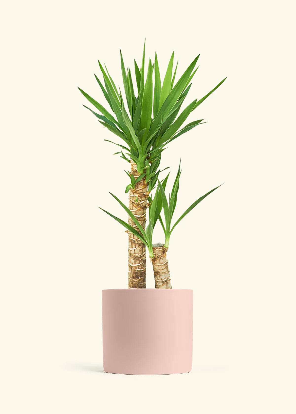 Yucca Cane, XL - Image 25