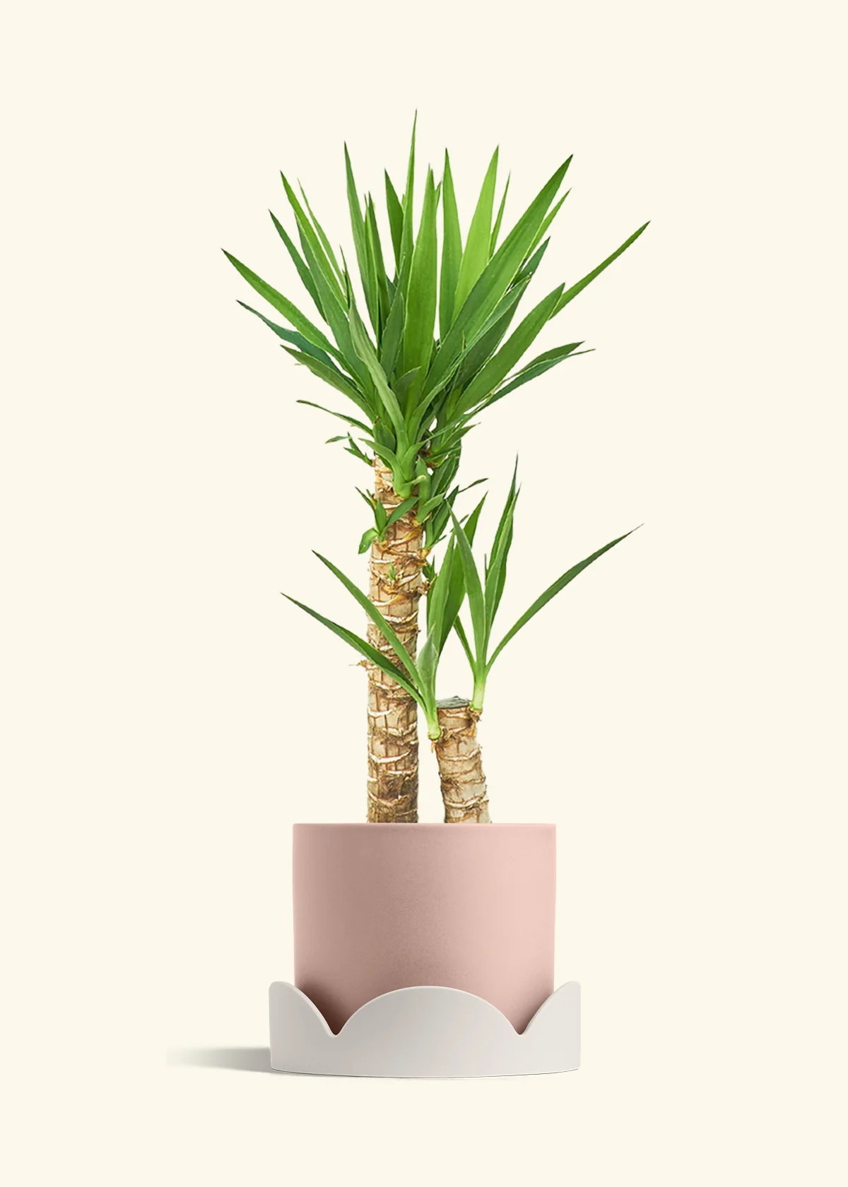 Yucca Cane, XL - Image 26