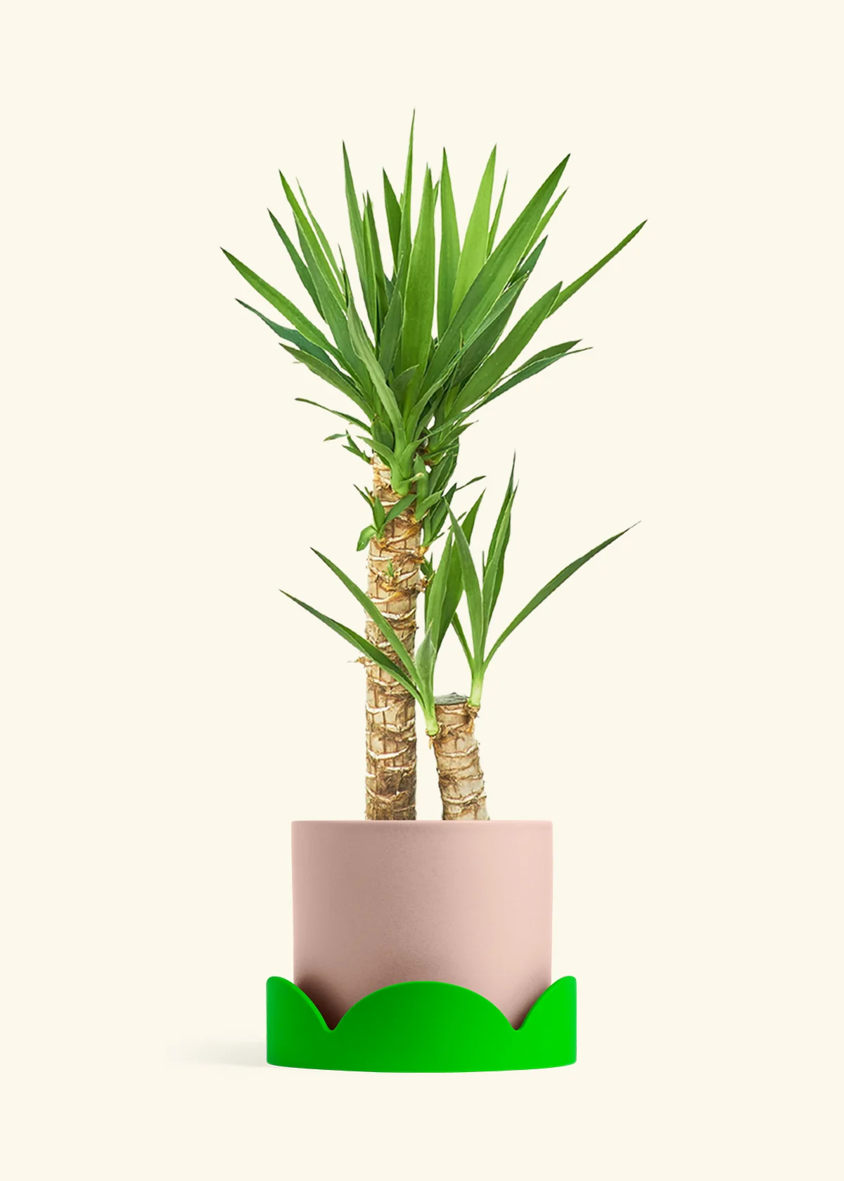 Yucca Cane, XL - Image 27