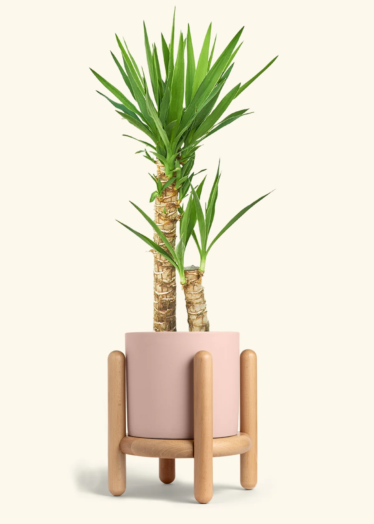 Yucca Cane, XL - Image 28