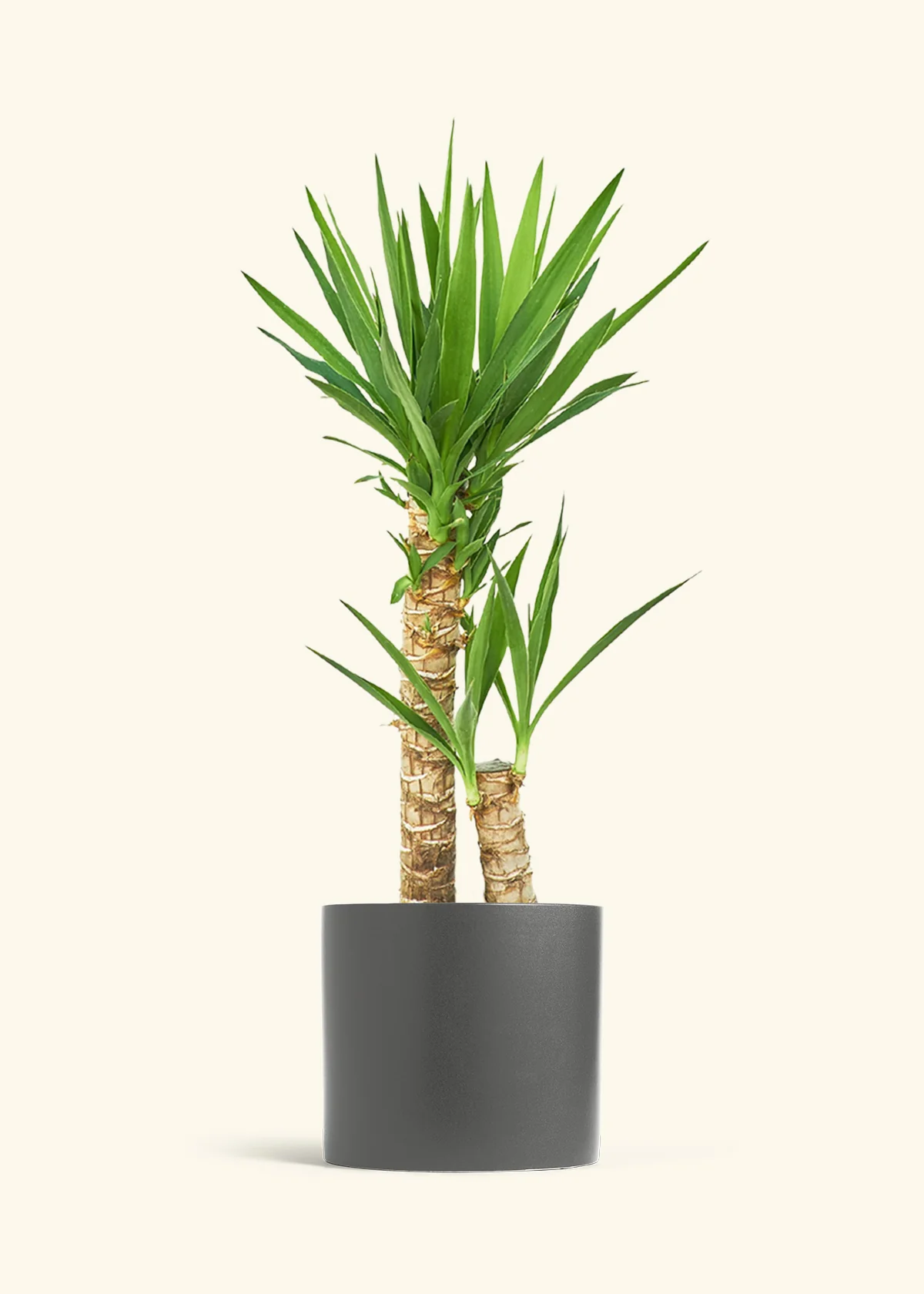 Yucca Cane, XL - Image 29