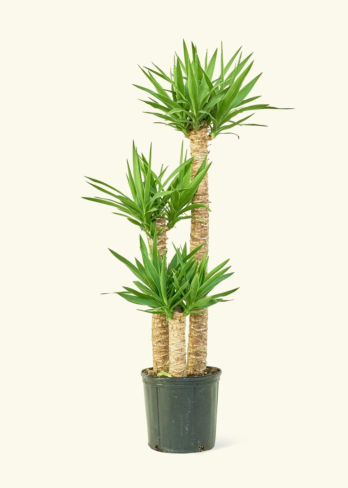Yucca Cane, XL - Image 3