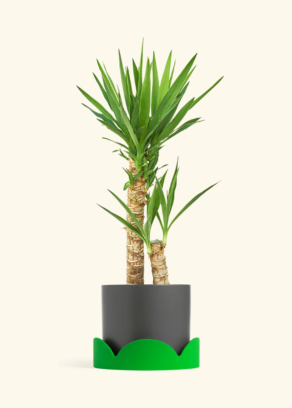 Yucca Cane, XL - Image 30